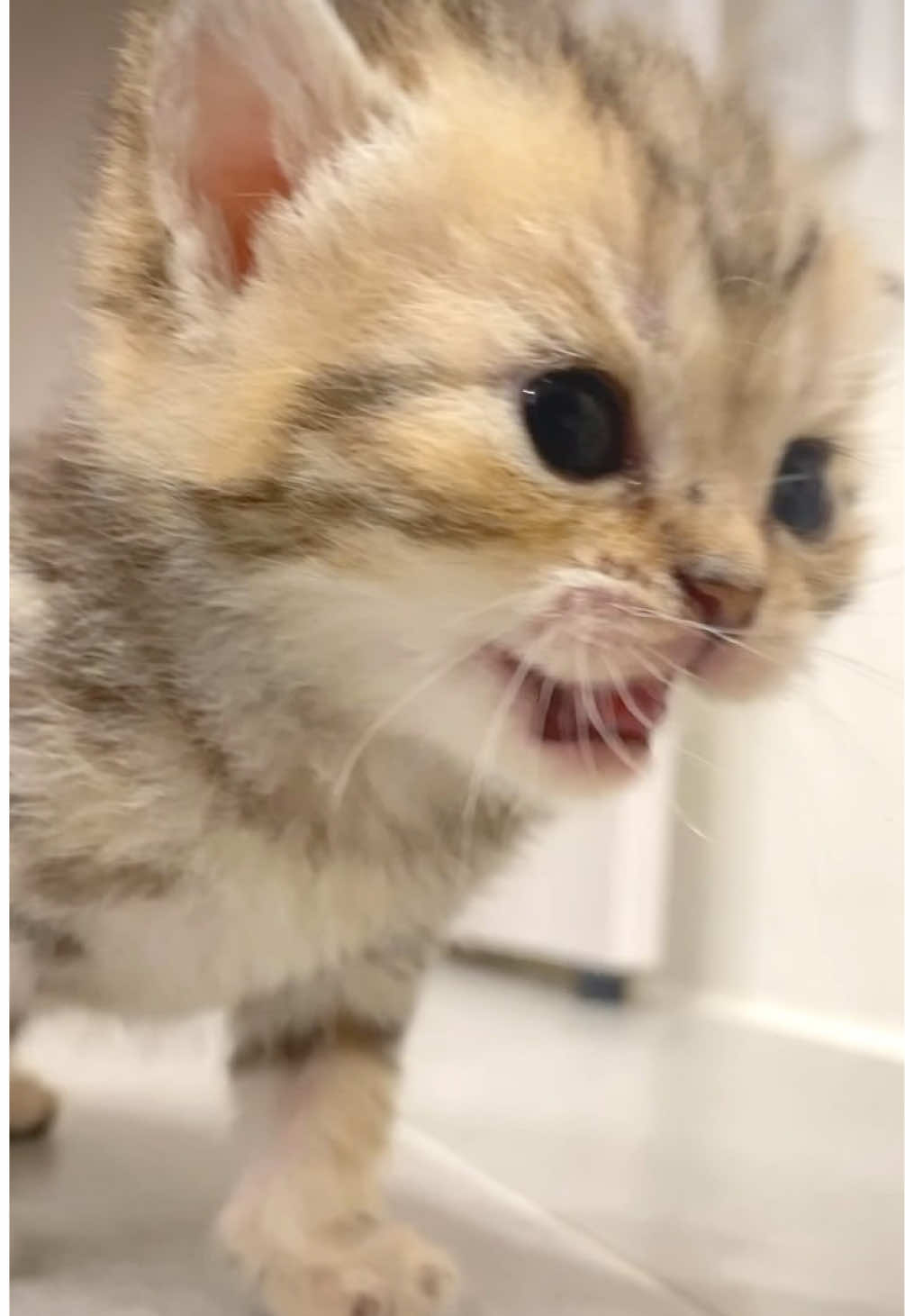 @kloutkittens