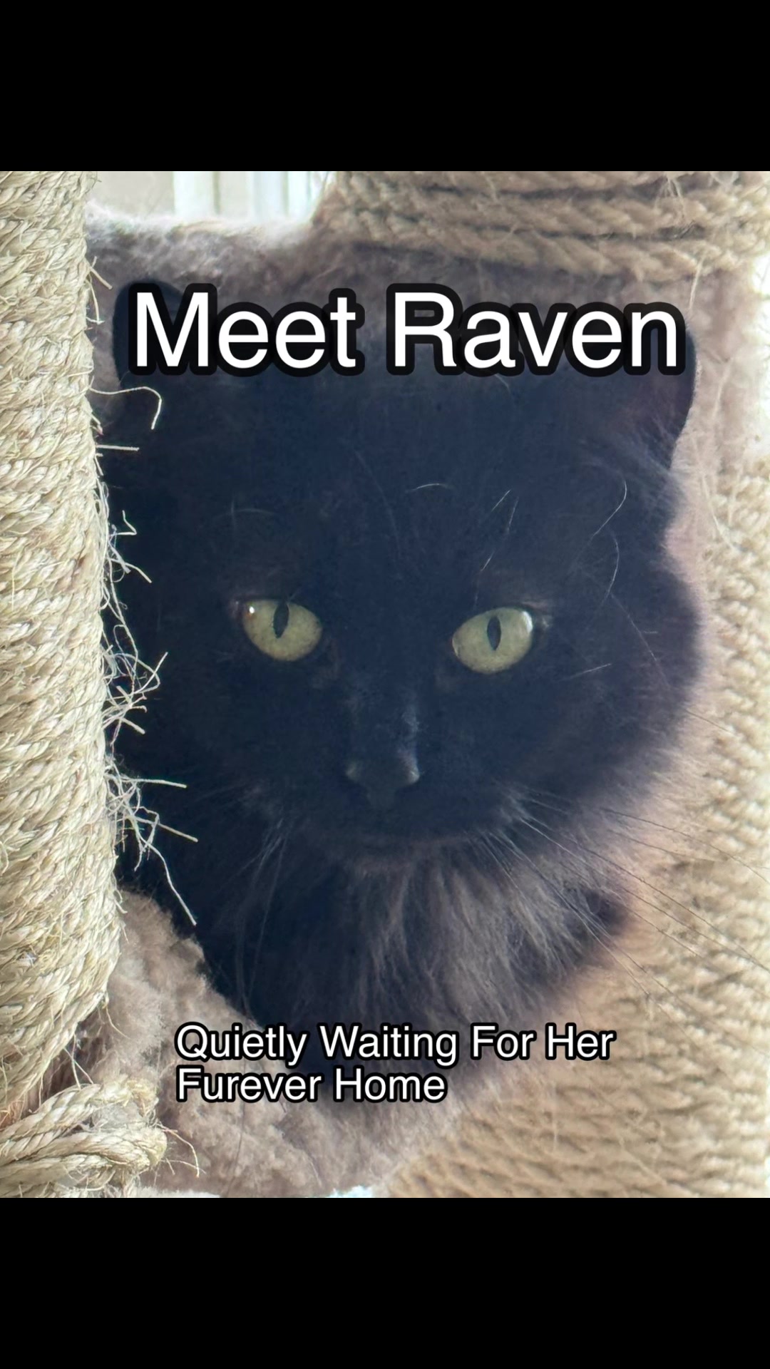 @North Toronto Cat Rescue