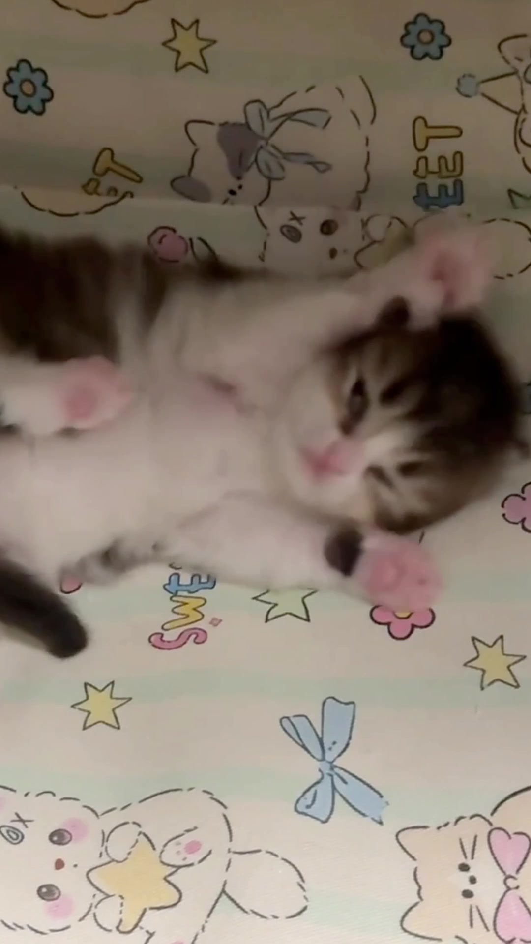 @catbosssss