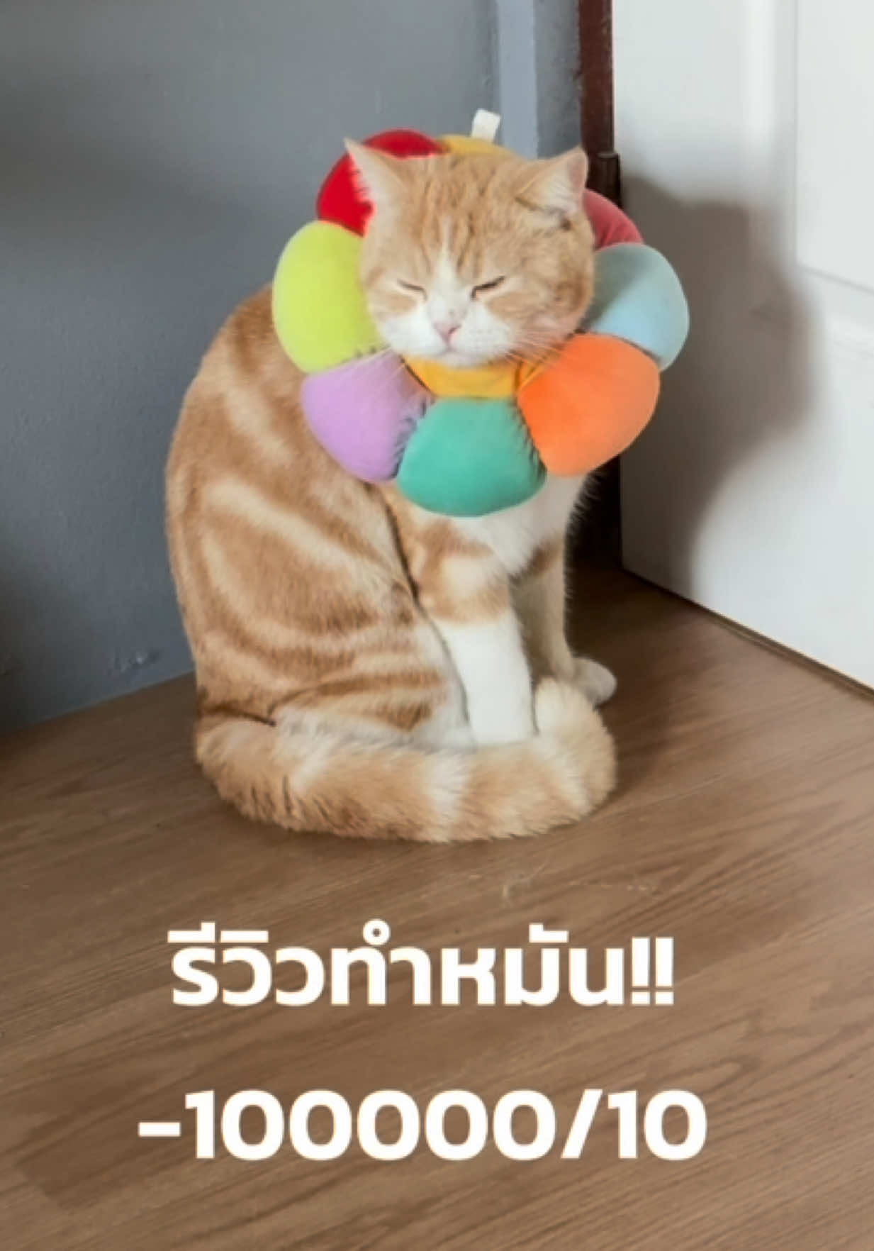 @กาฟิวส์ แมวสกปรก