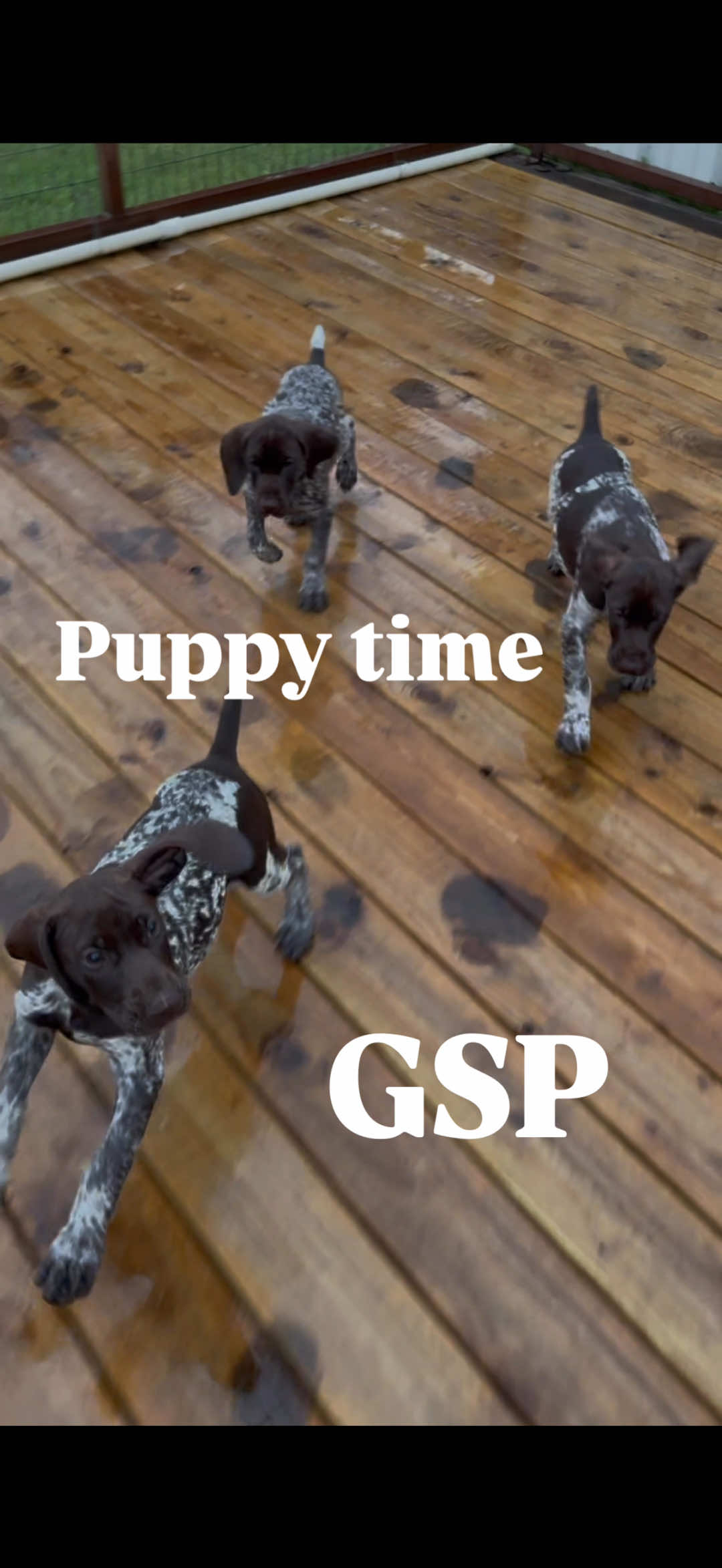 @heritagegspkennels
