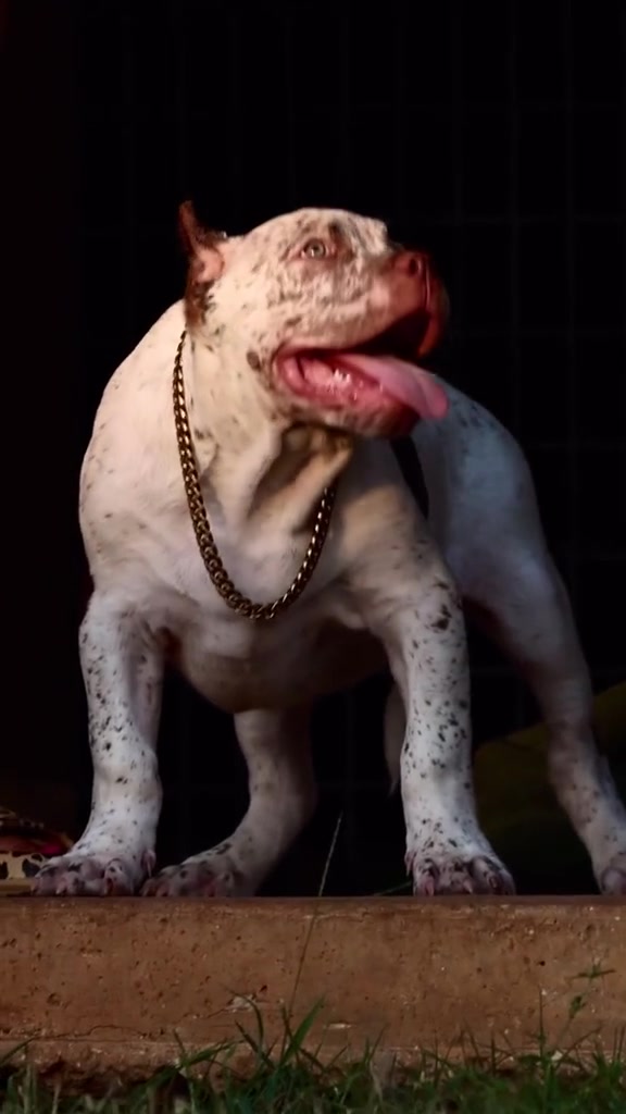 @Brazilian Bull