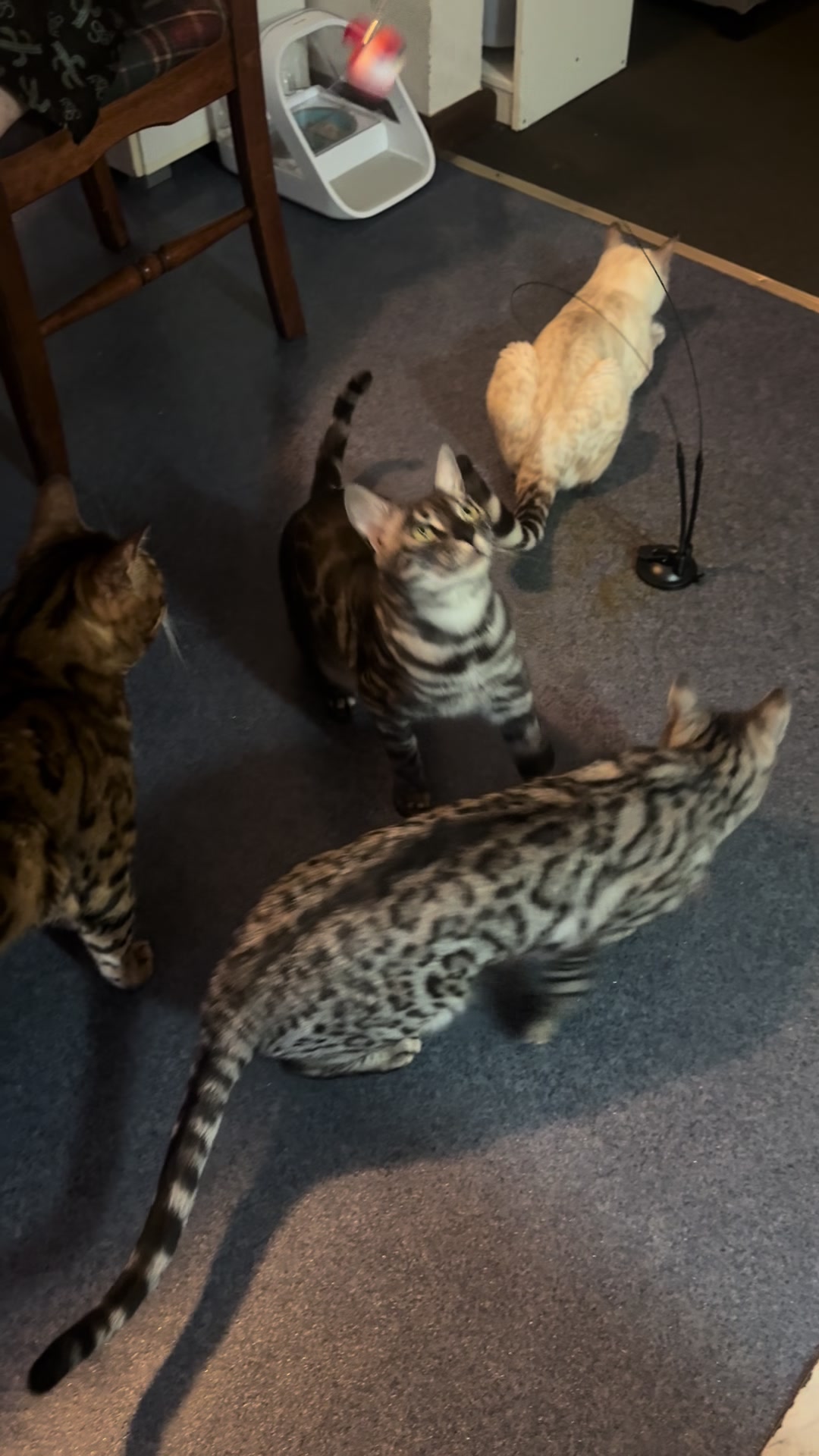 @TiggerthebrownBengal🇦🇺