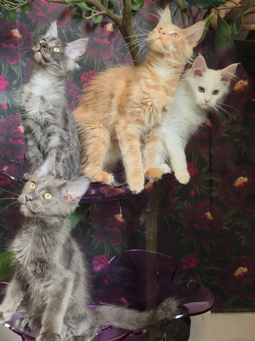 @Peaky Claws Cattery