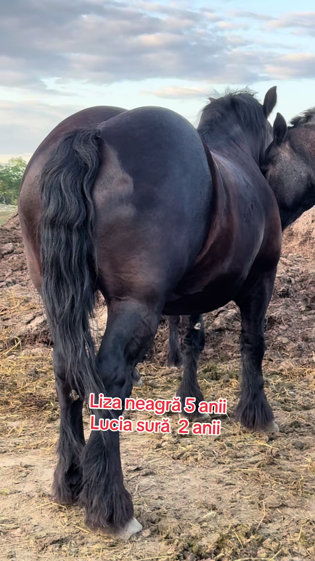 @🐴Spartanu🐴