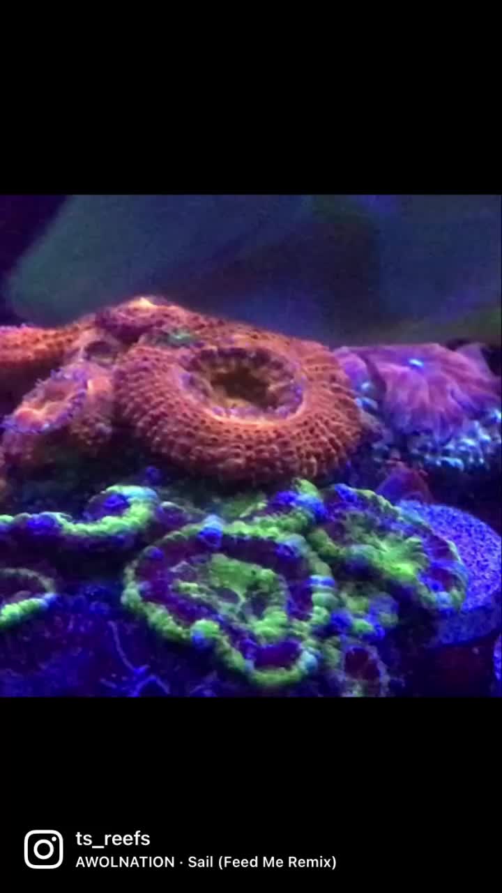 @Ts_reefs