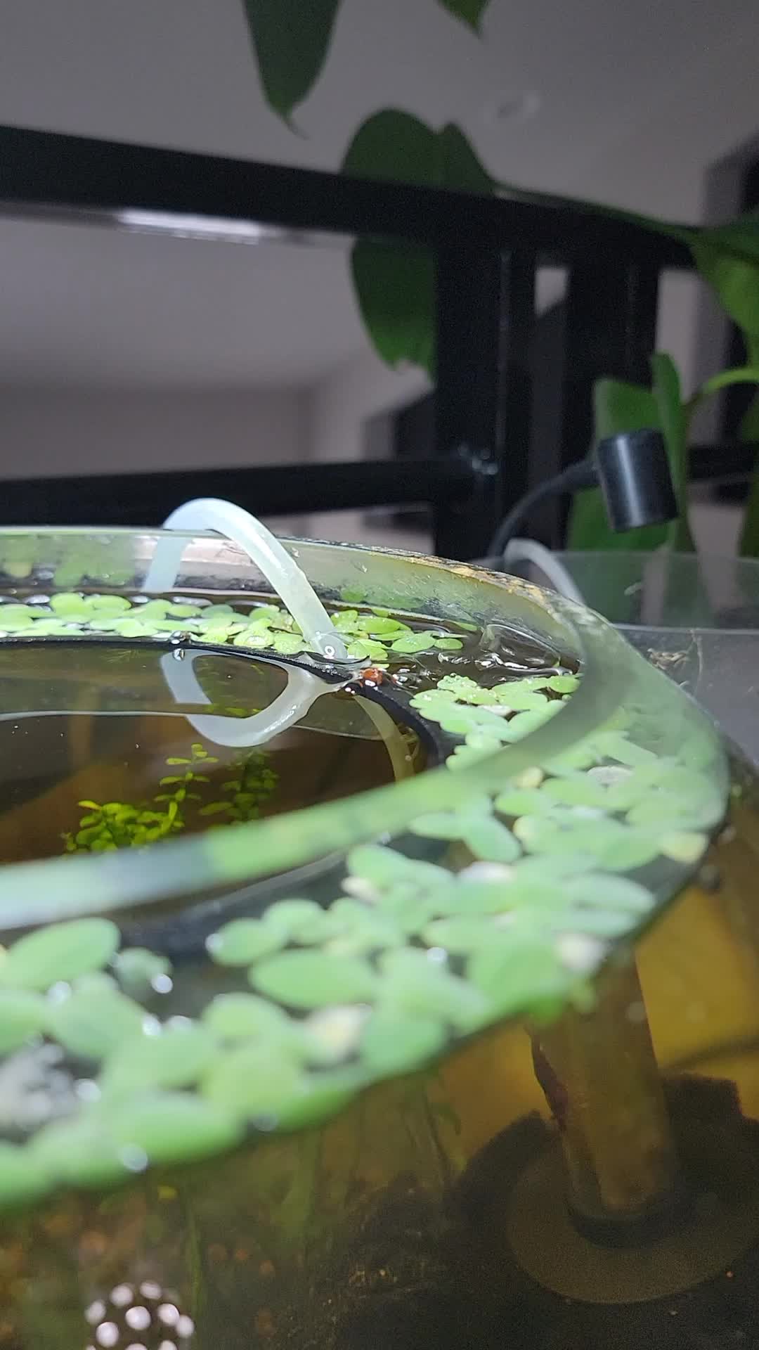 @Fishie Fishy Fish (nano, nano)