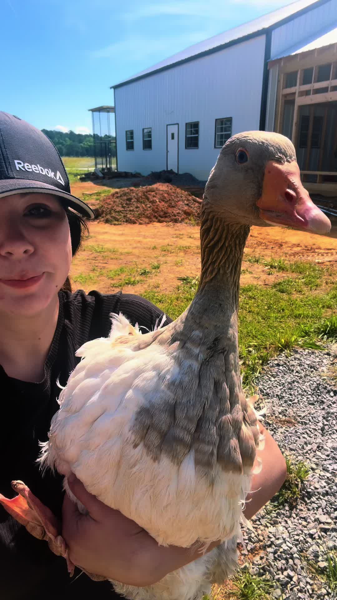 @Wild South Exotics