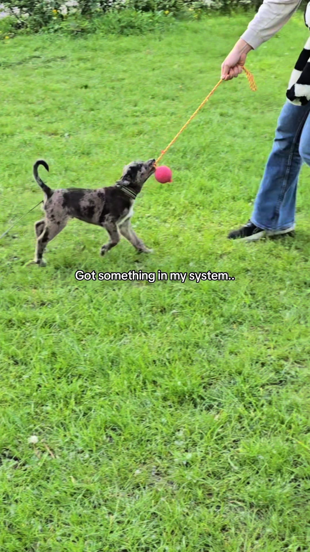 @girlwith.thecatahoula