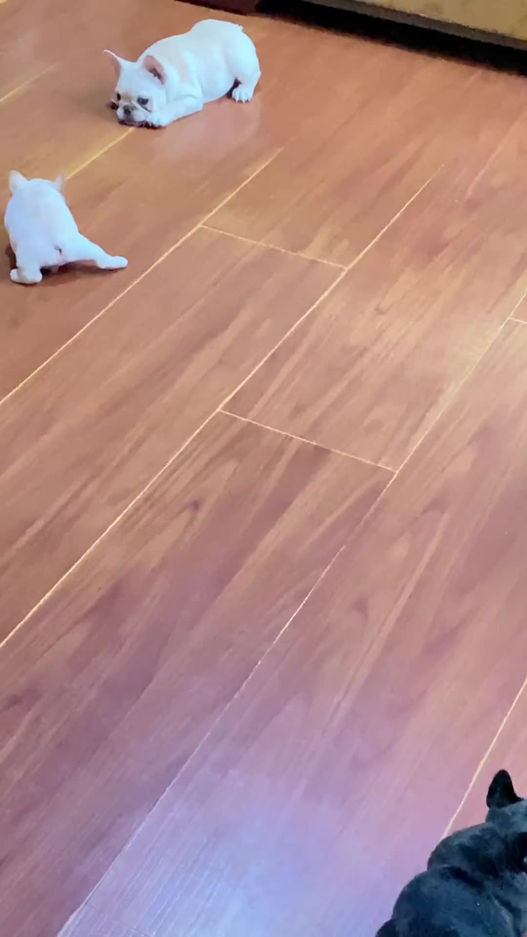 @suki Lin