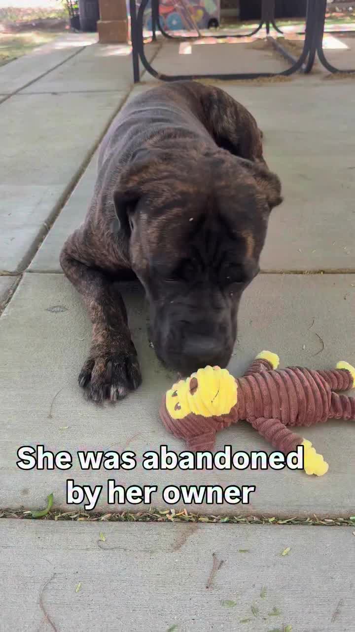 @Cane Corsos