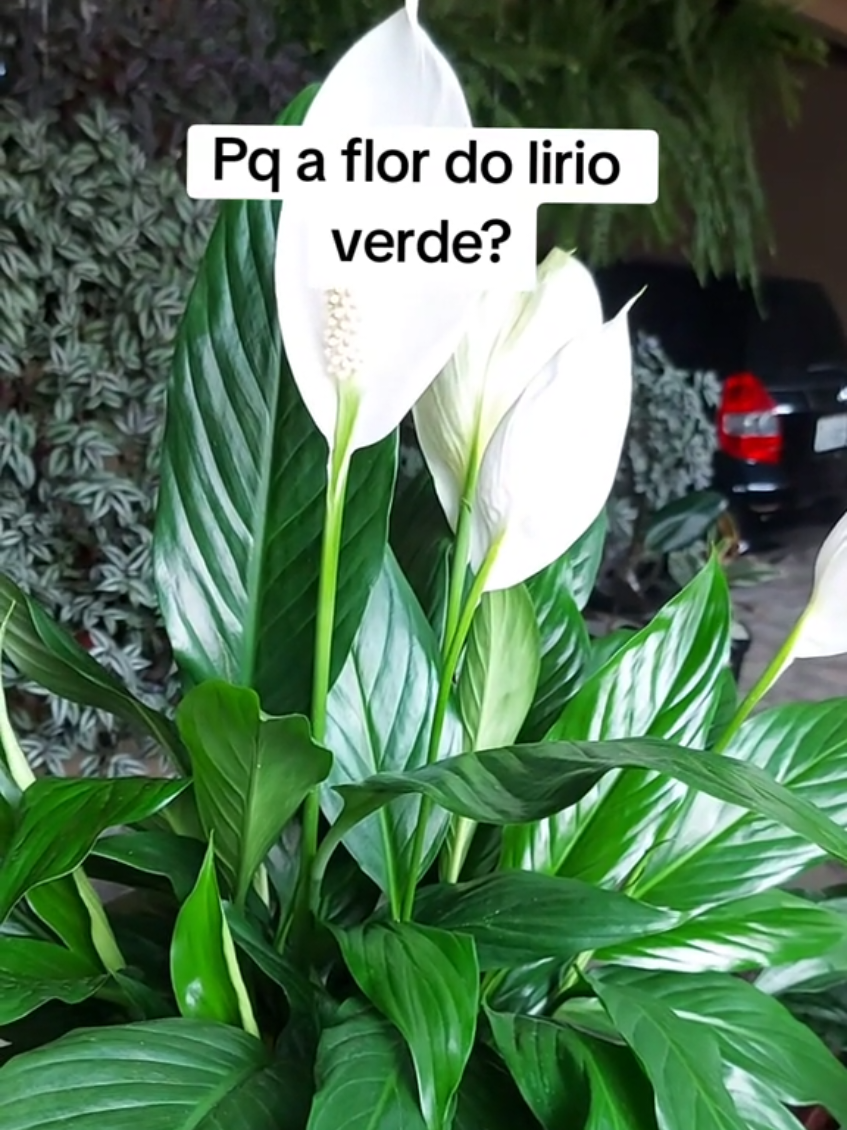 @quintalverde