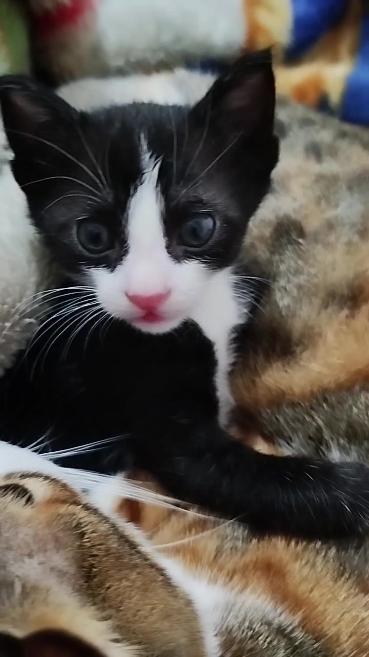 @MyLovelyPets💧