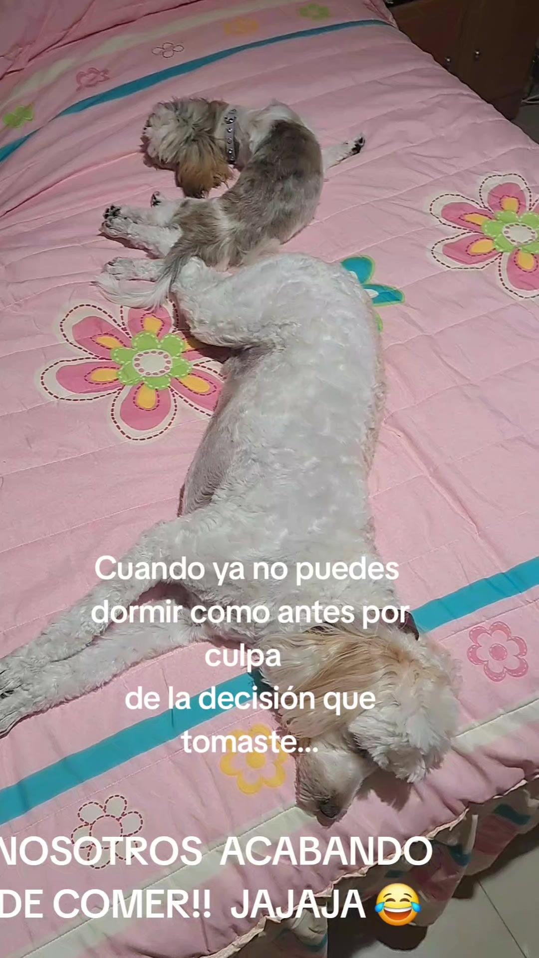 @Harry y Mila Life 🐶🐾