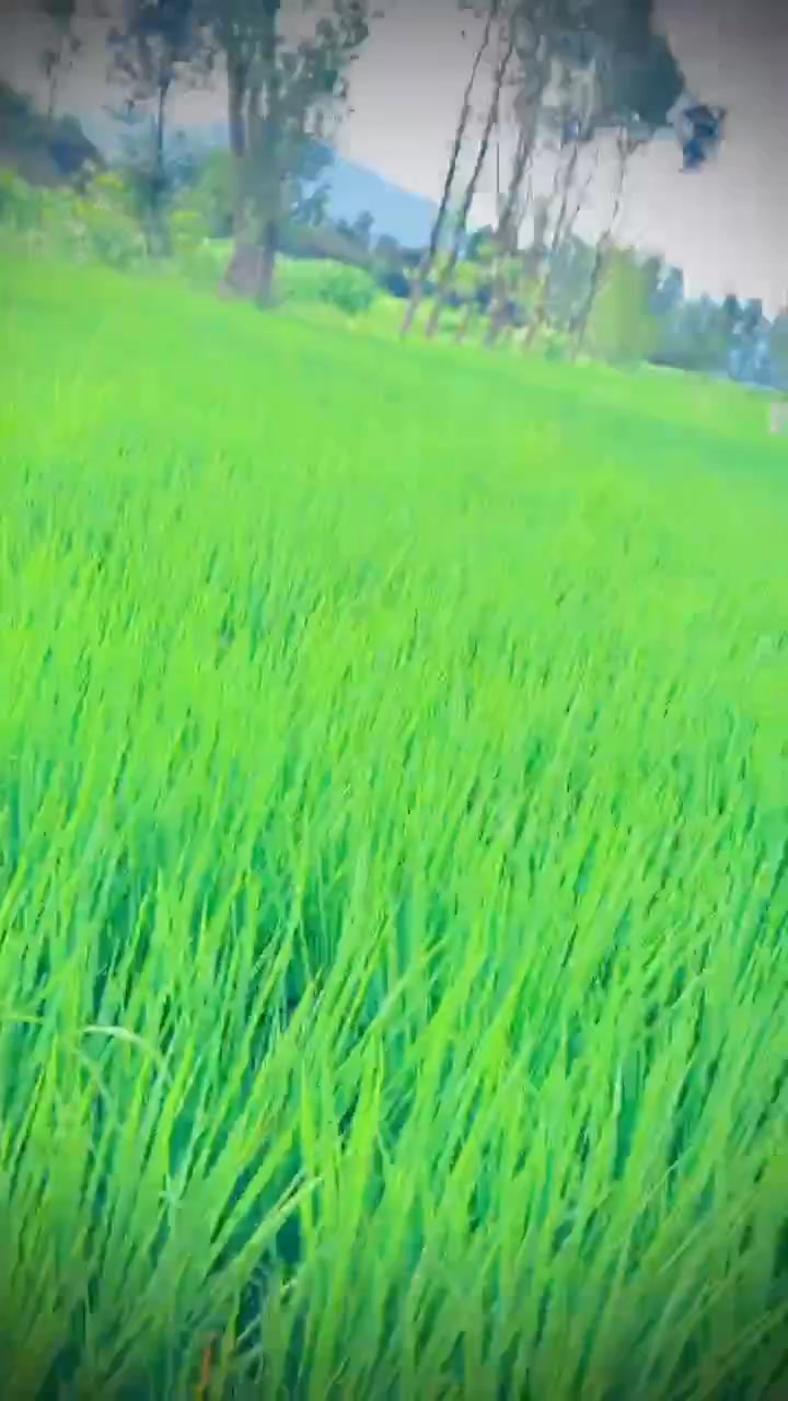 @سواتی جانان