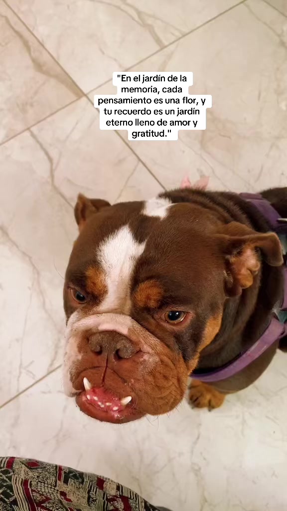@luzbelizario