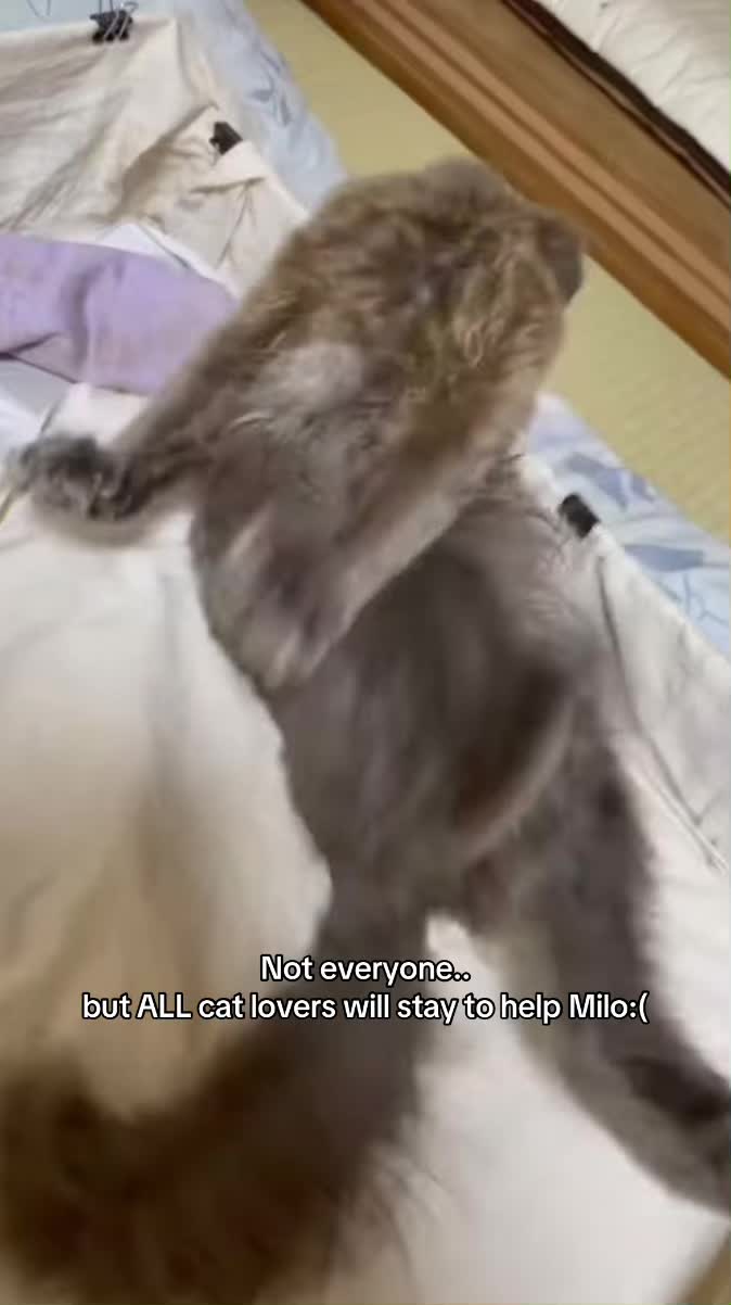 @Milo the Cat 🐾