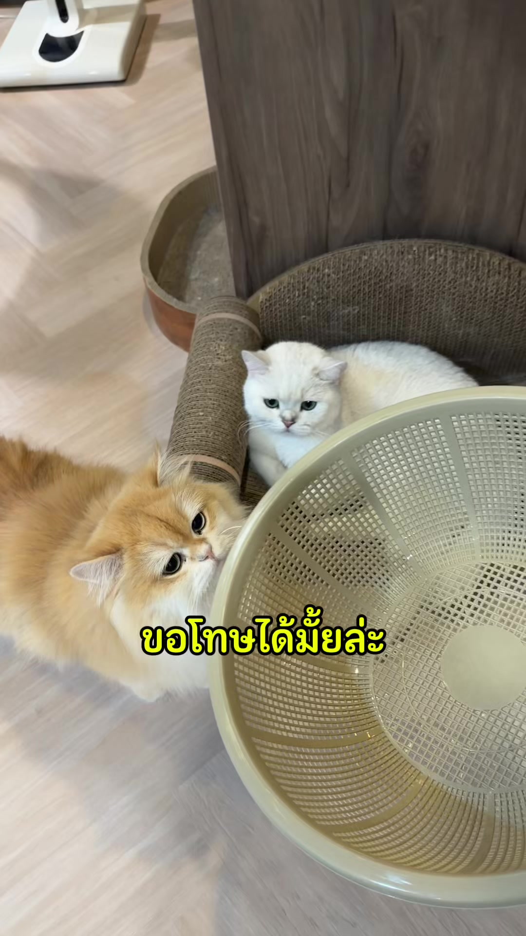 @คิมบับครับผม