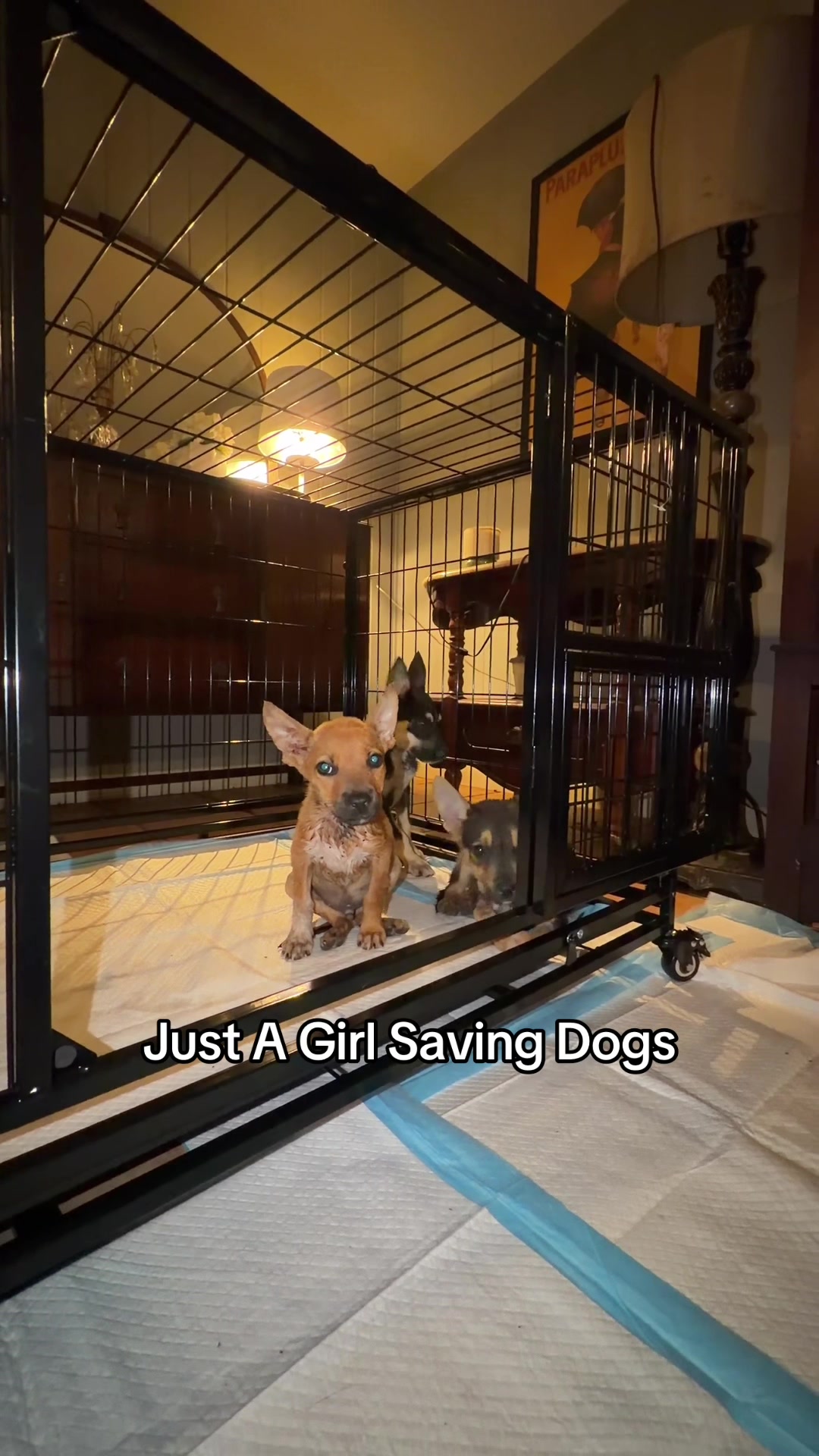 @Just A Girl Saving Dogs