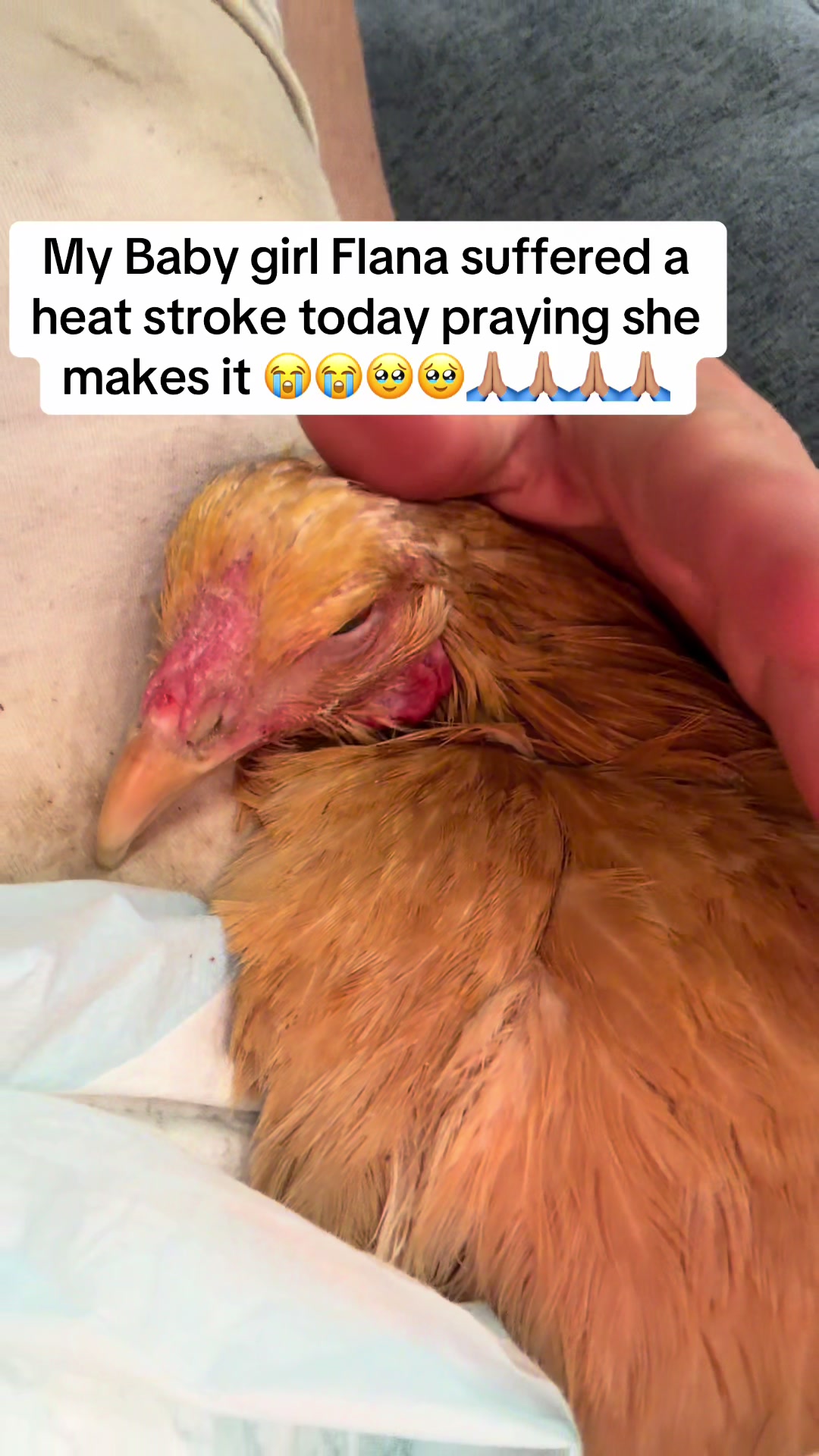@NonniesFunnyFarm