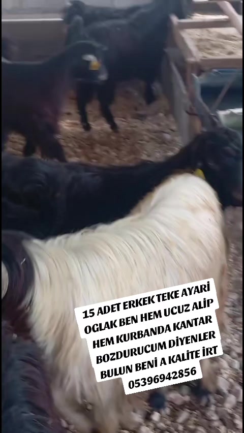 @ADAKCI CUMA