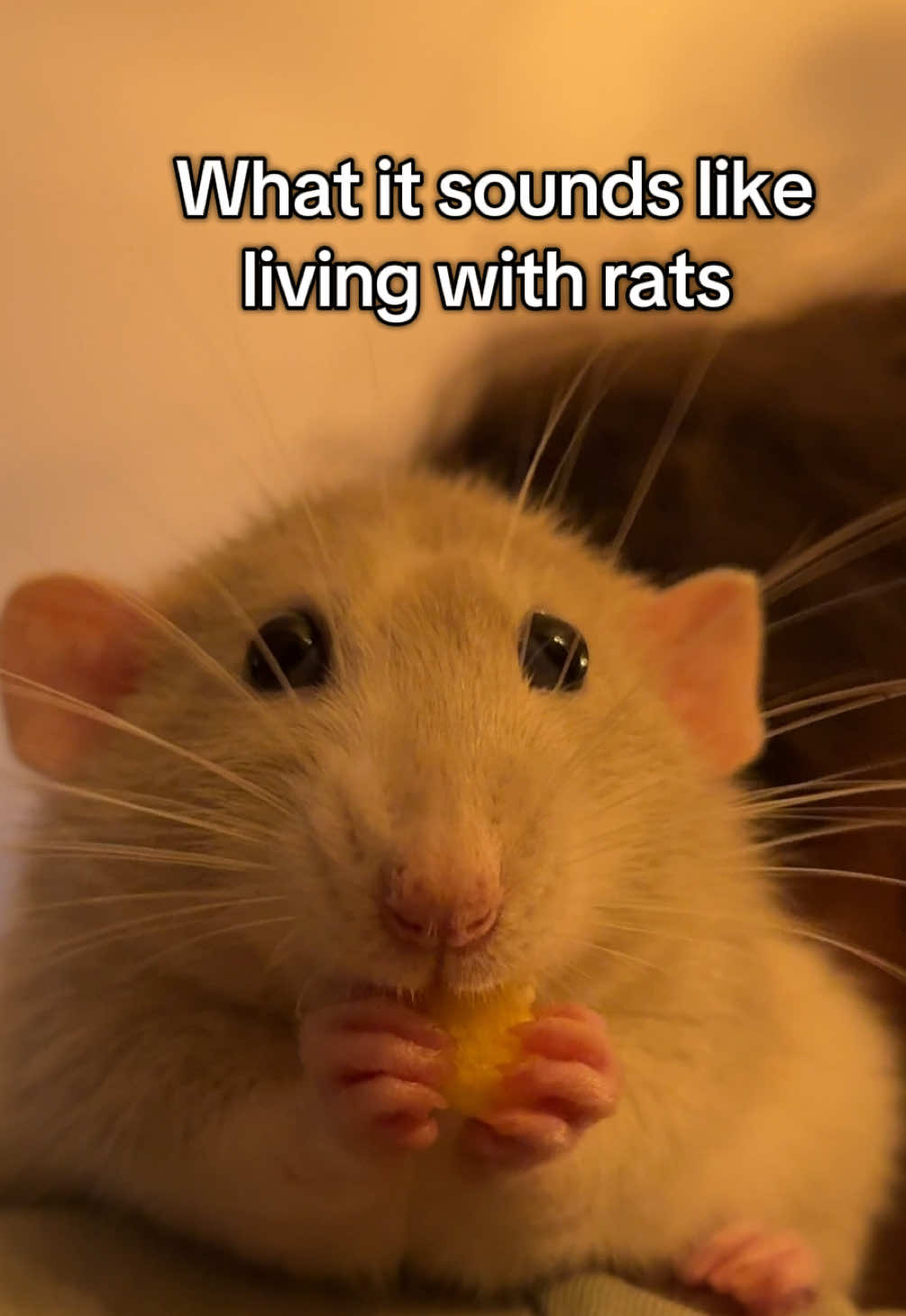 @Roxy’s rats
