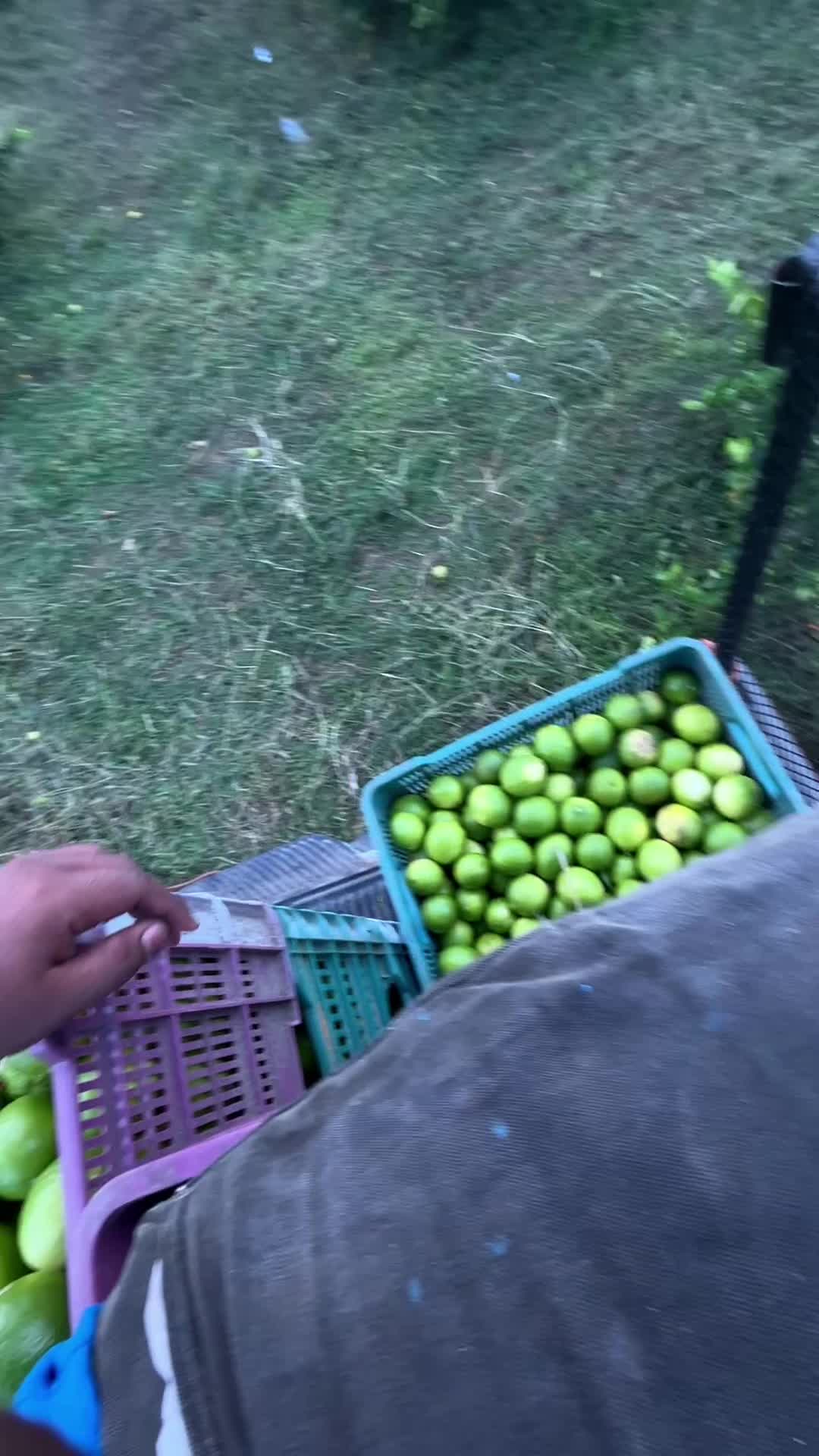 @JOS&Eacute; FLORES 🔥