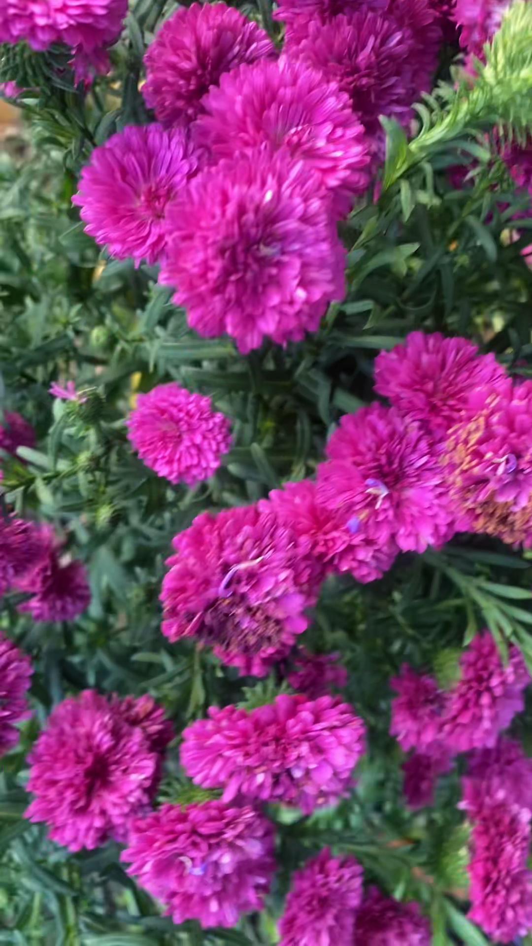 @themadamnanie