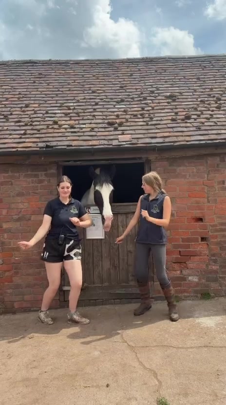 @Moor Farm Stables