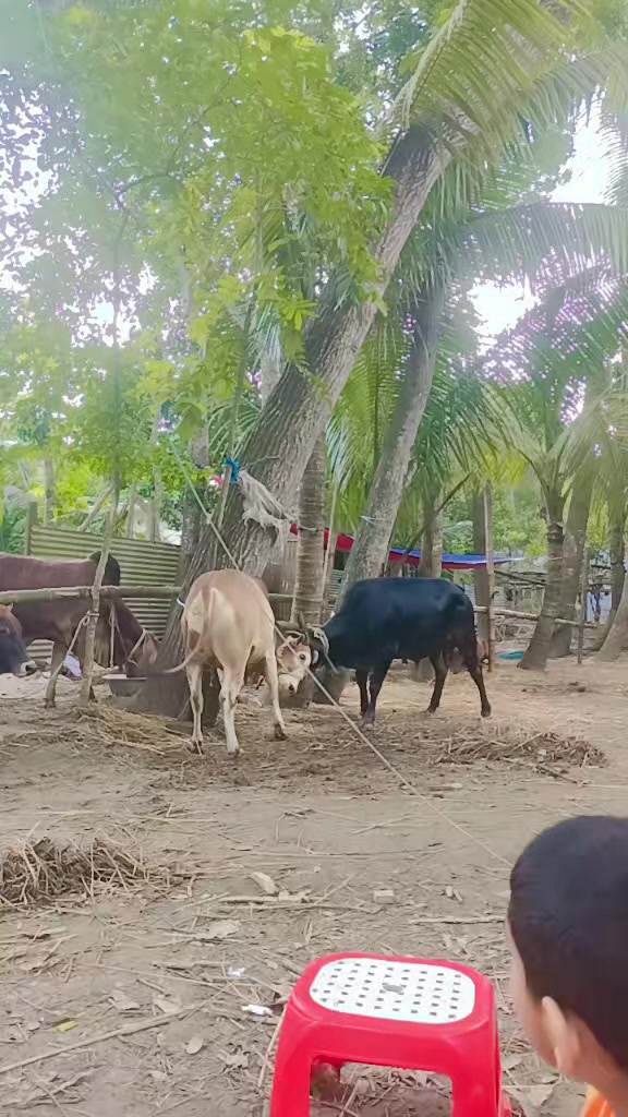 @Lamiya Lamu ⛎