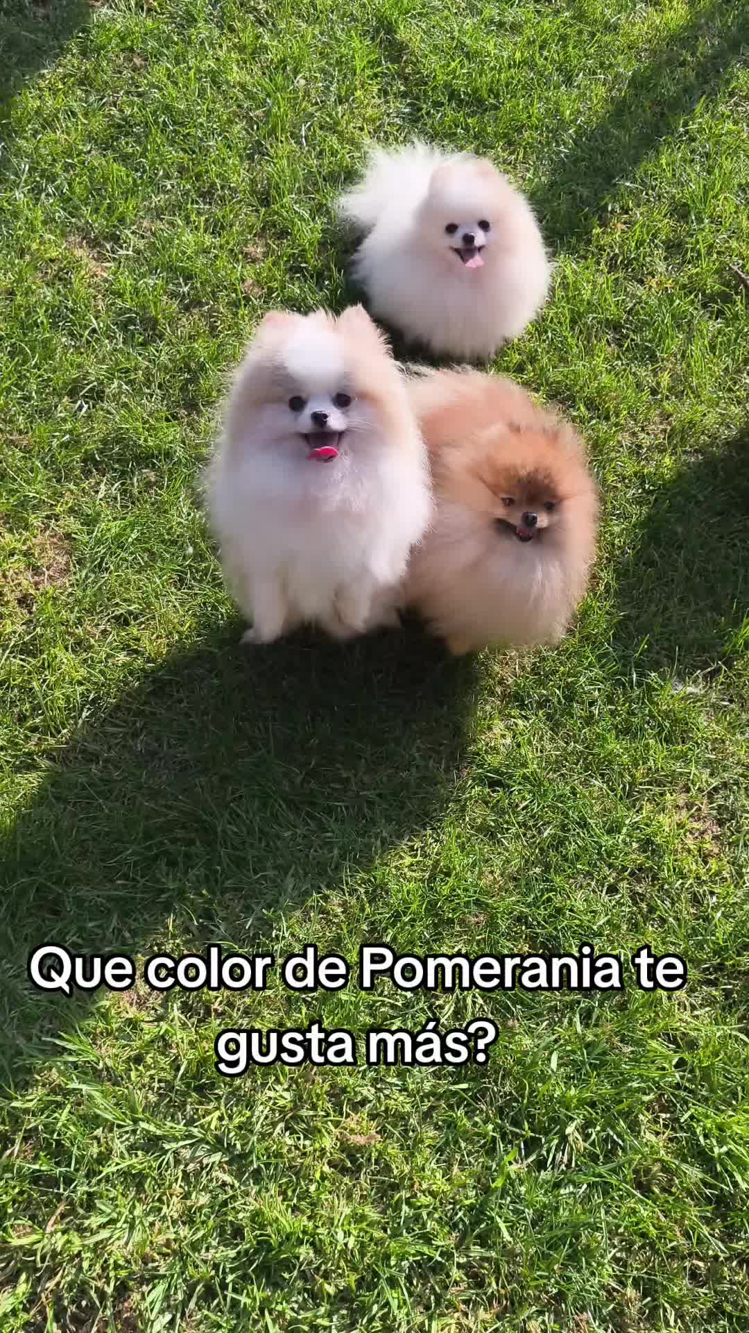 @Pomerania chile