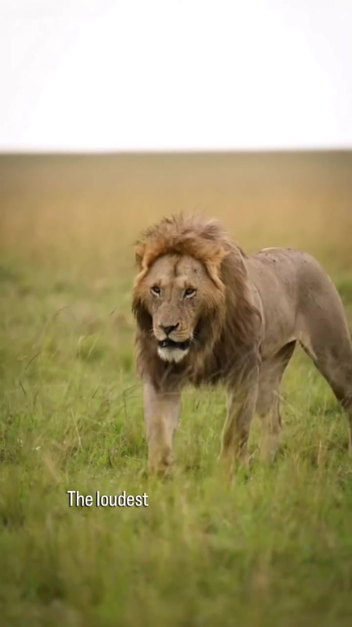 @lion_world5