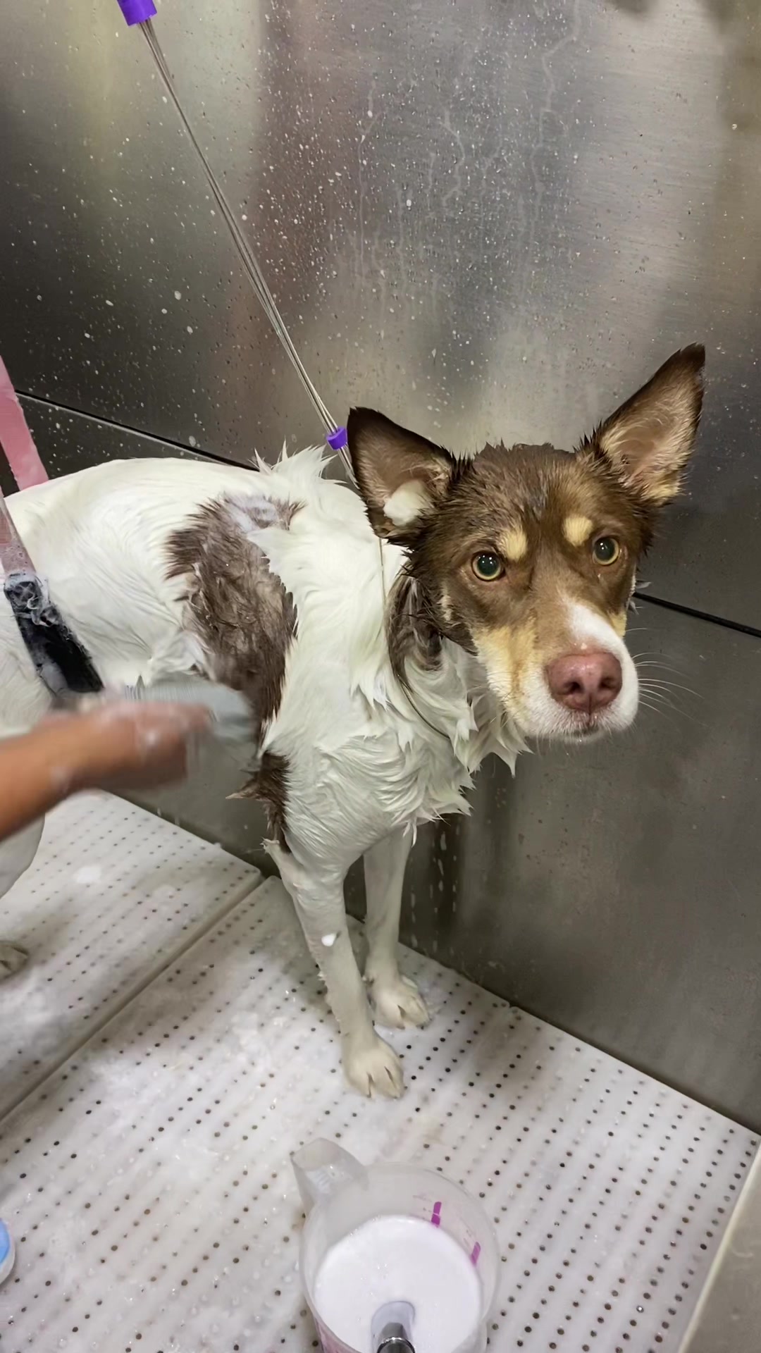 @Gran.kniche🐶