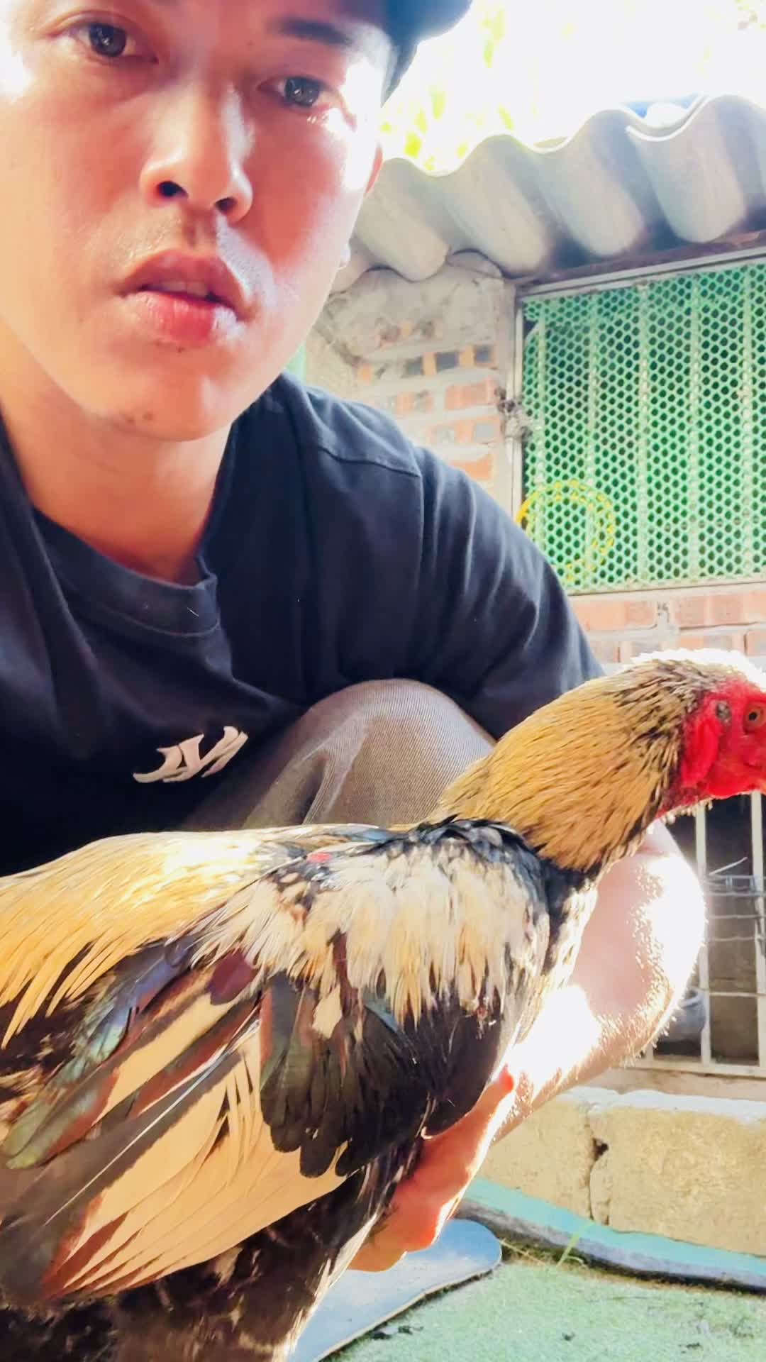 @Thuần Gà Chọi