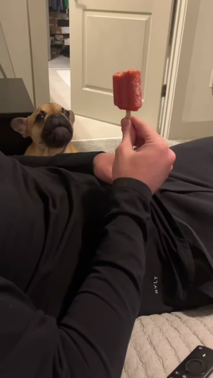 @Archie The Frenchie