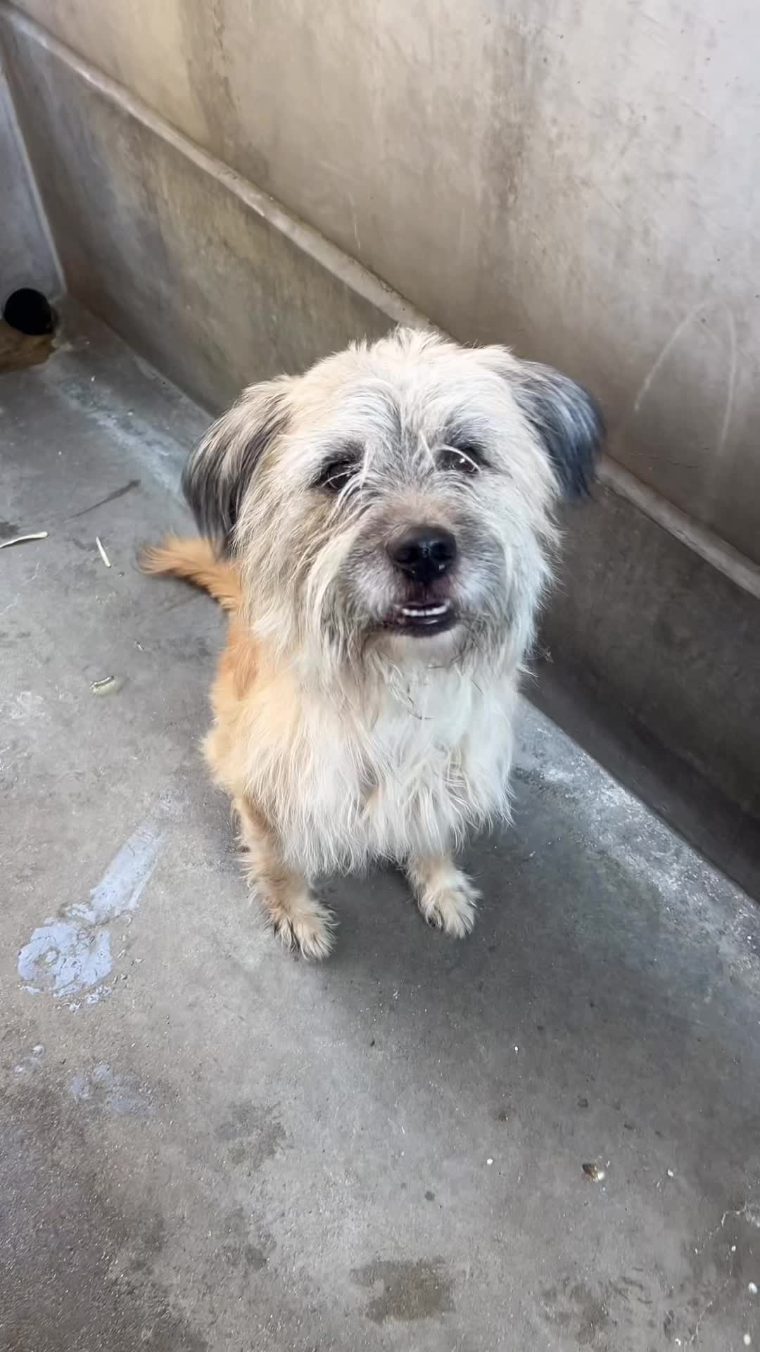 @✨shelter dog magic ✨