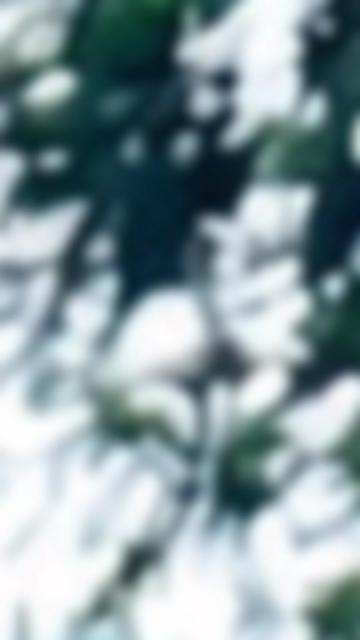 @🌳balijakpkohistan55055🌳