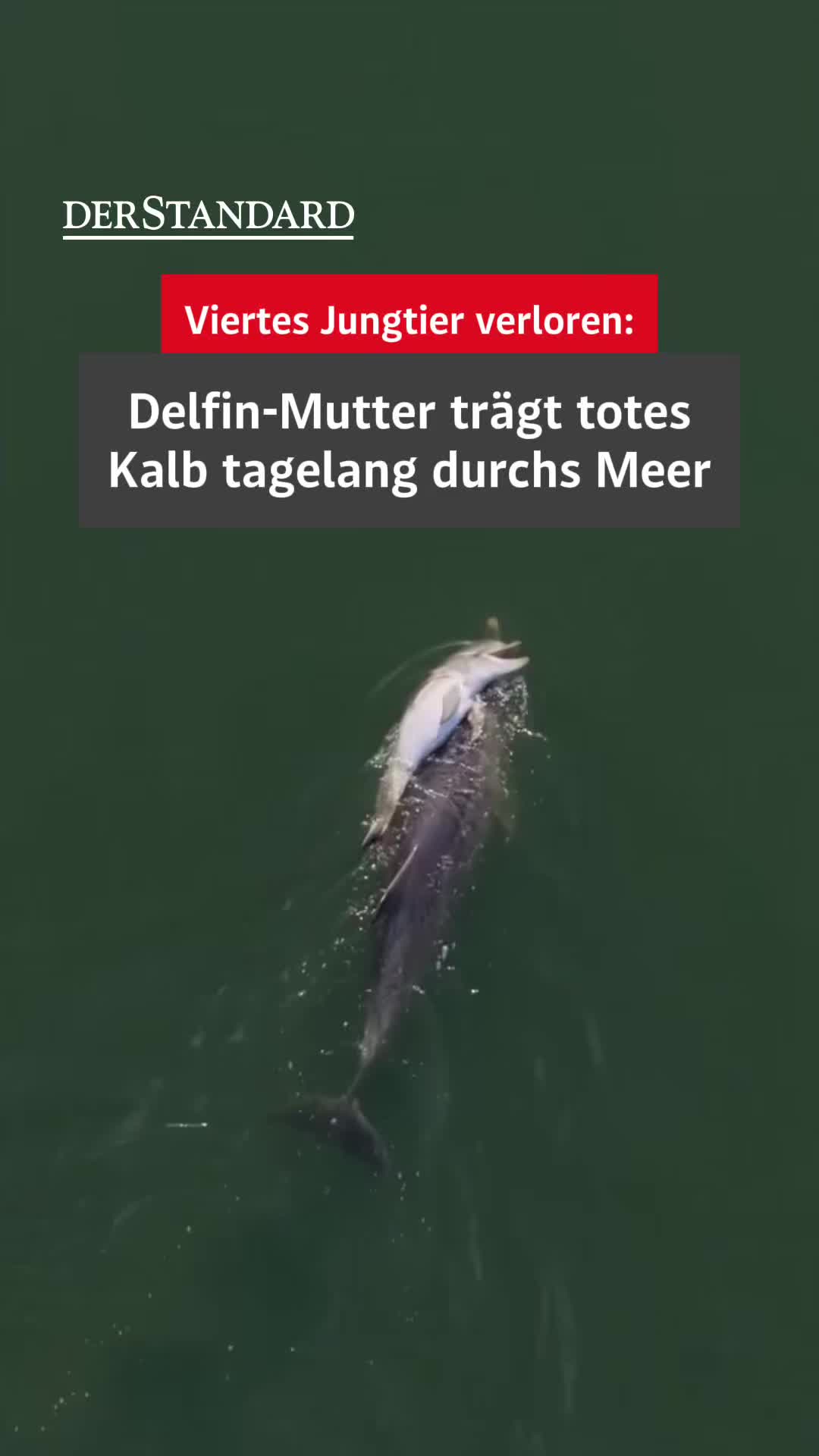 @DER STANDARD News