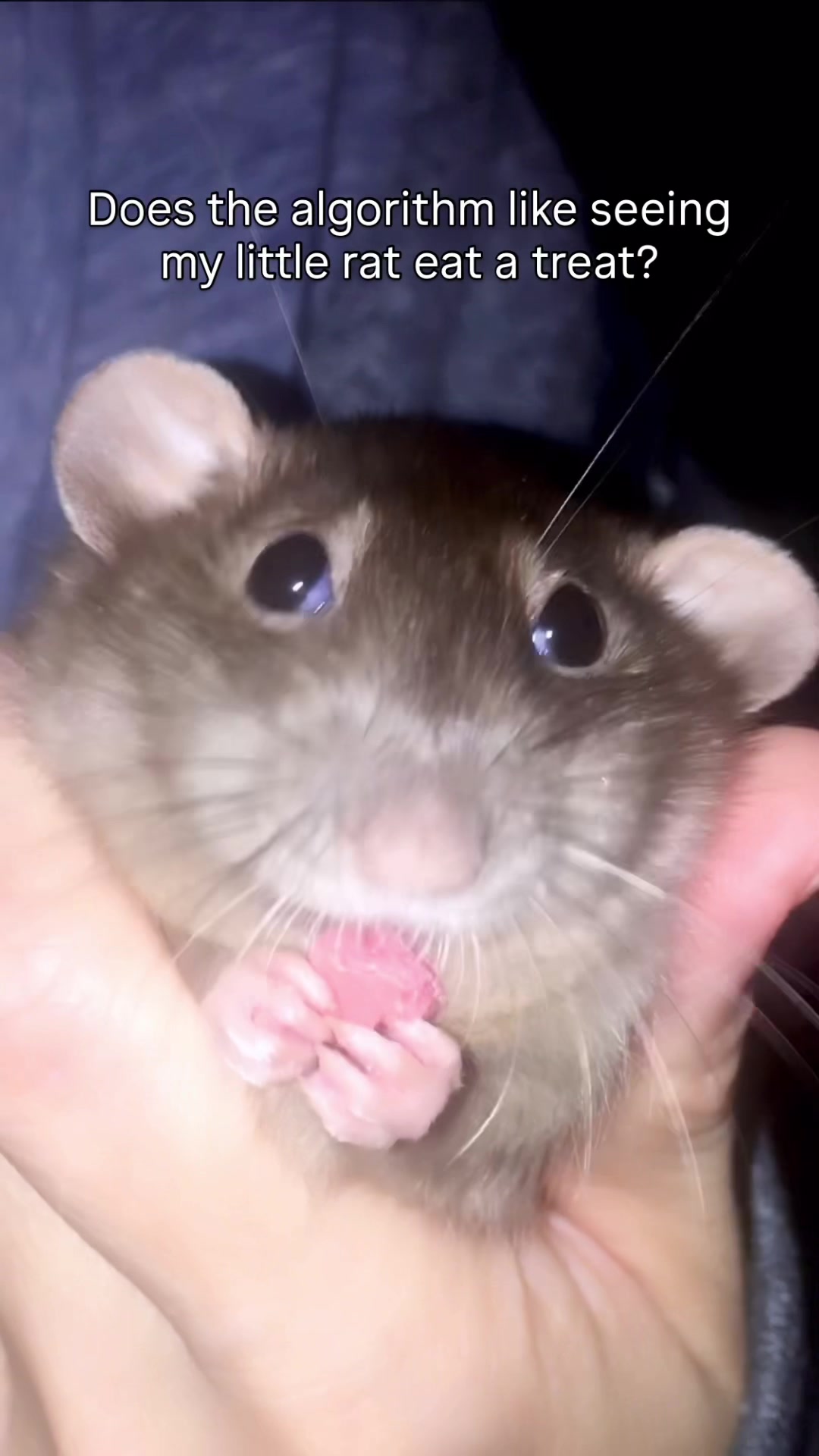 @RatsHaveFeelingsToo