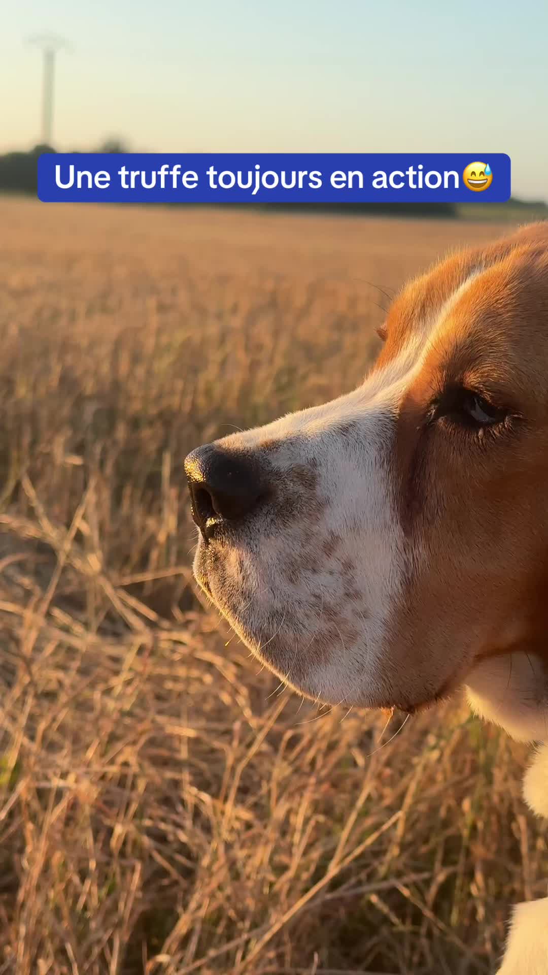 @Asko le Beagle💙