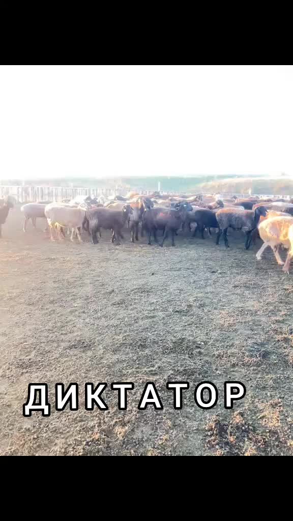 @Гани