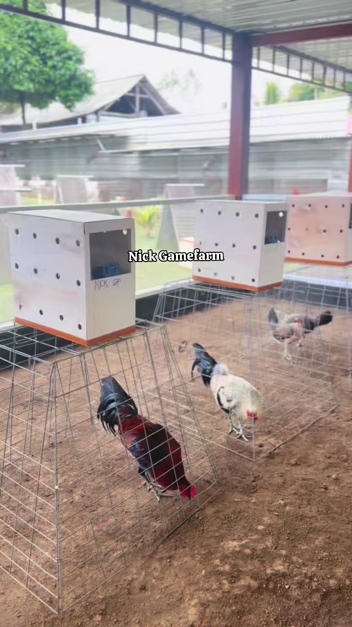 @NICK GAMEFARM