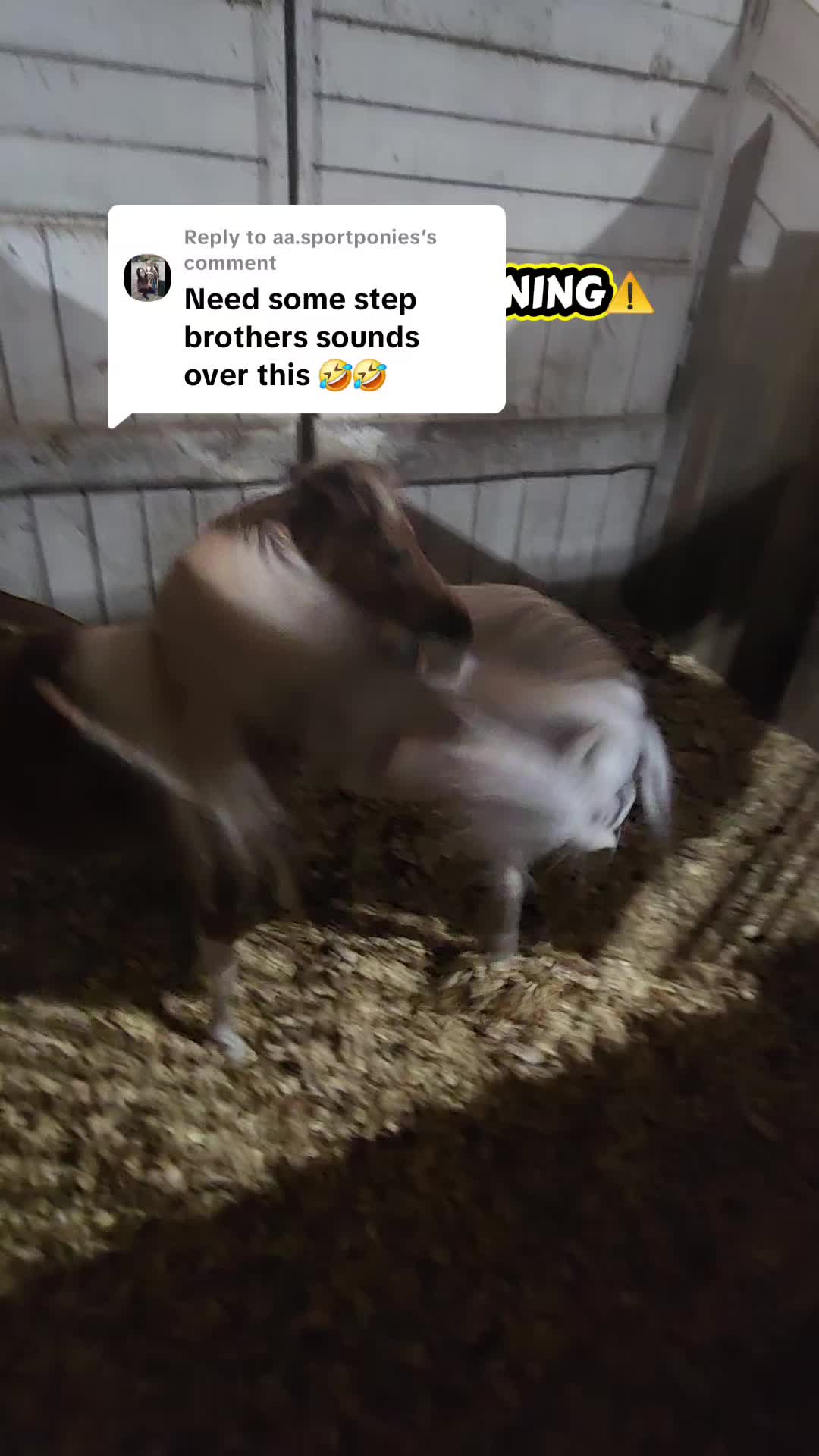 @minihorsemomandtrainer🐴🐴🐴🐴