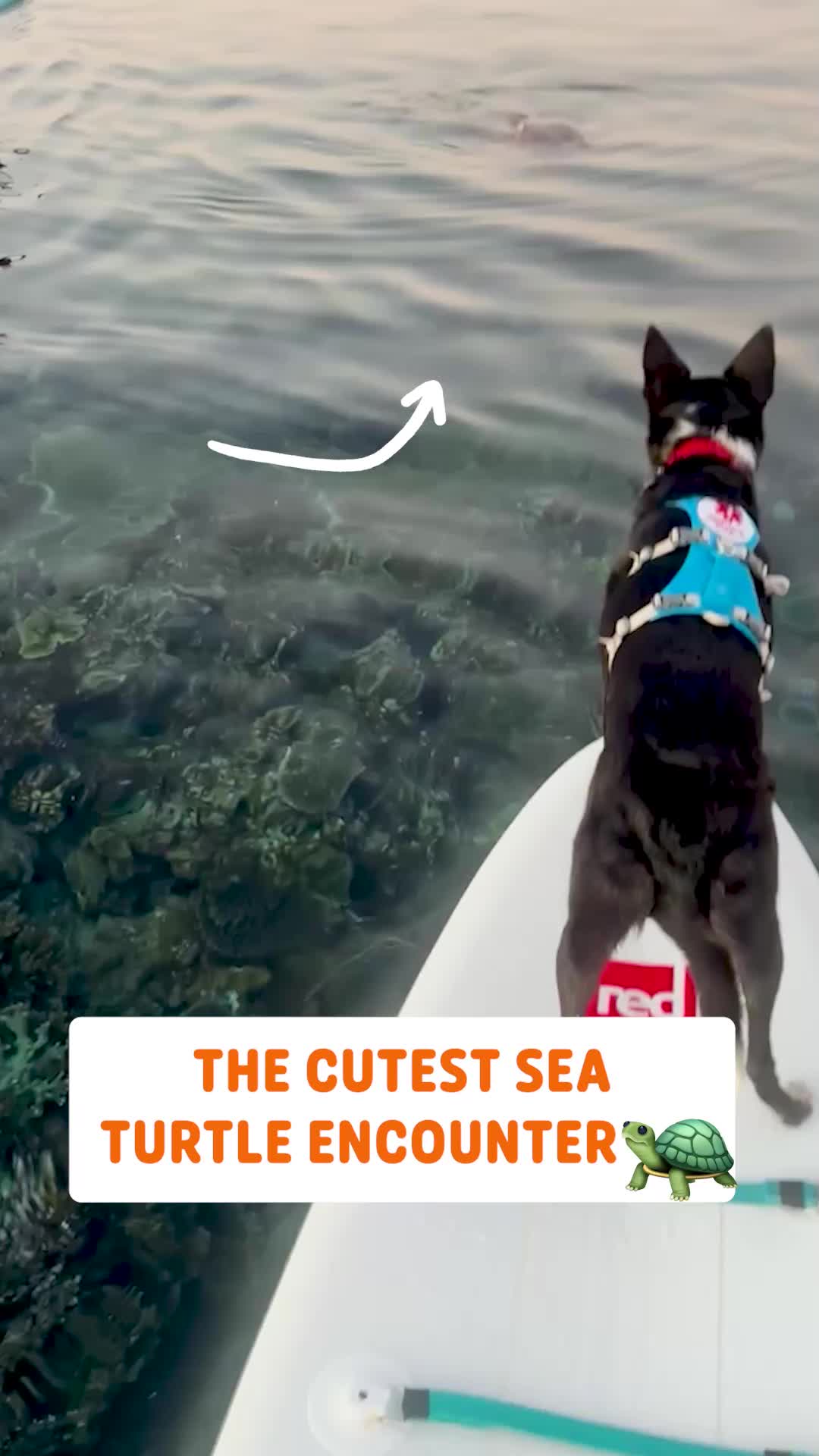 @Pawsome Pets