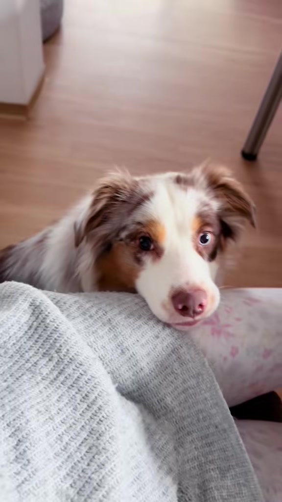 @Mylo_wird_zum_Assistenzhund