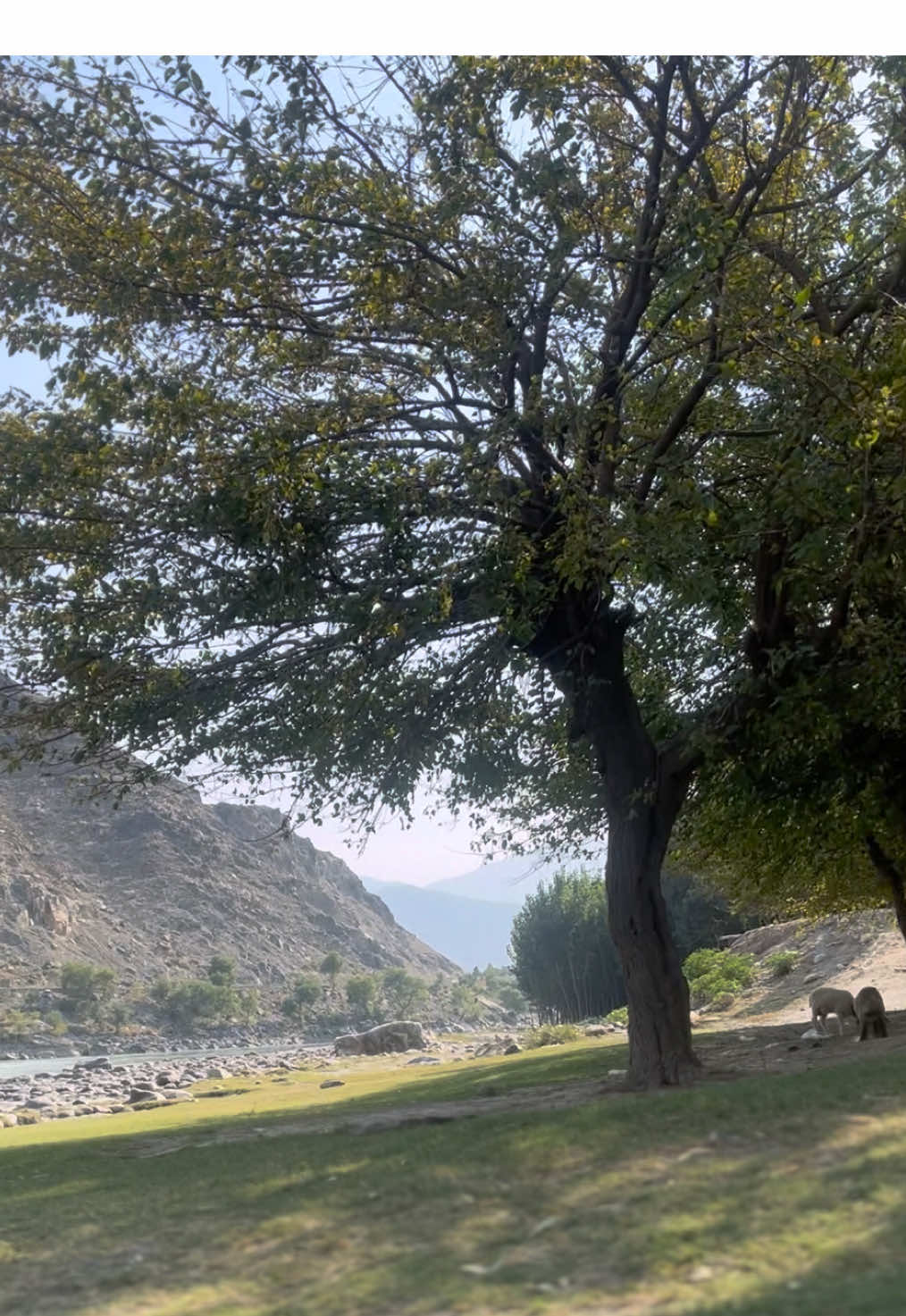 @Afghanimal