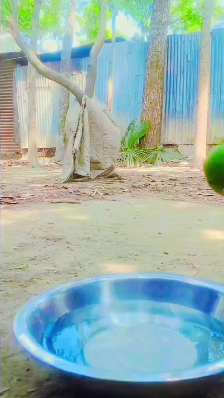 @..🦋💫জাতির ছোট বোন💫🦋..