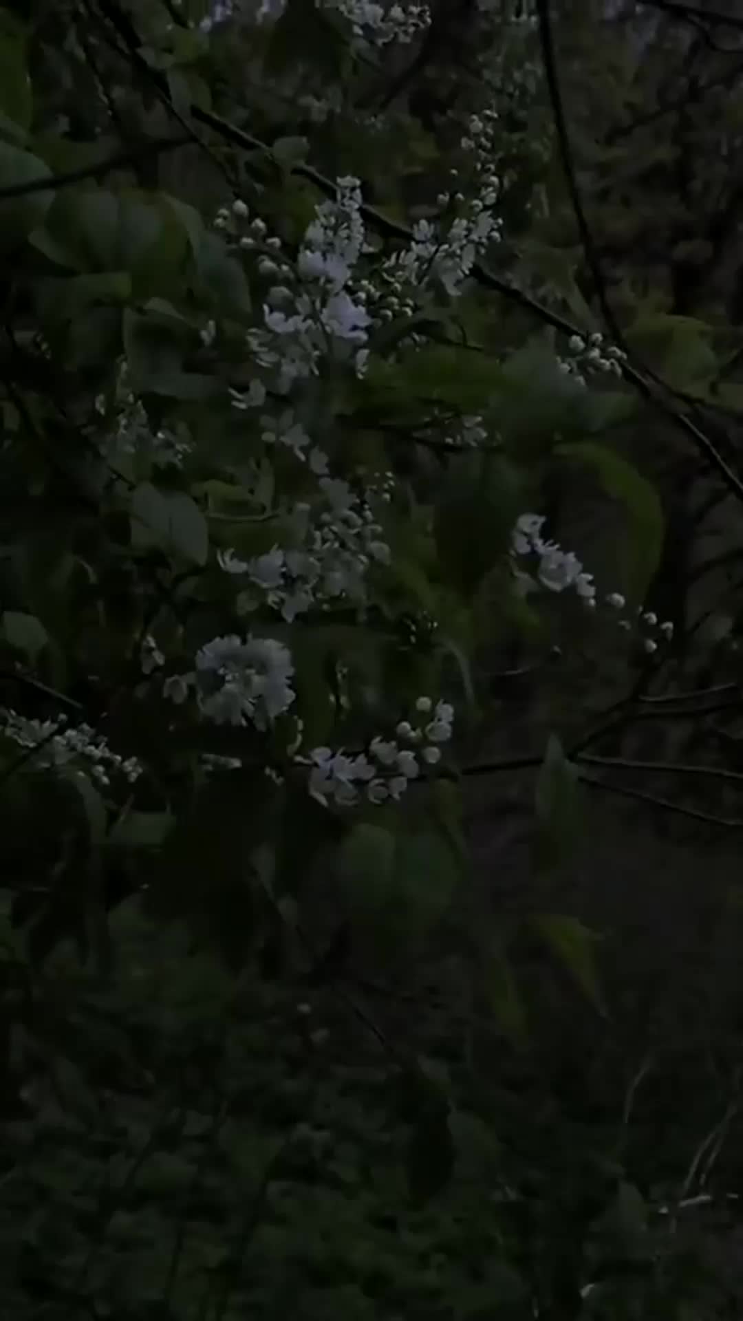 @saiiyansamlive11282040