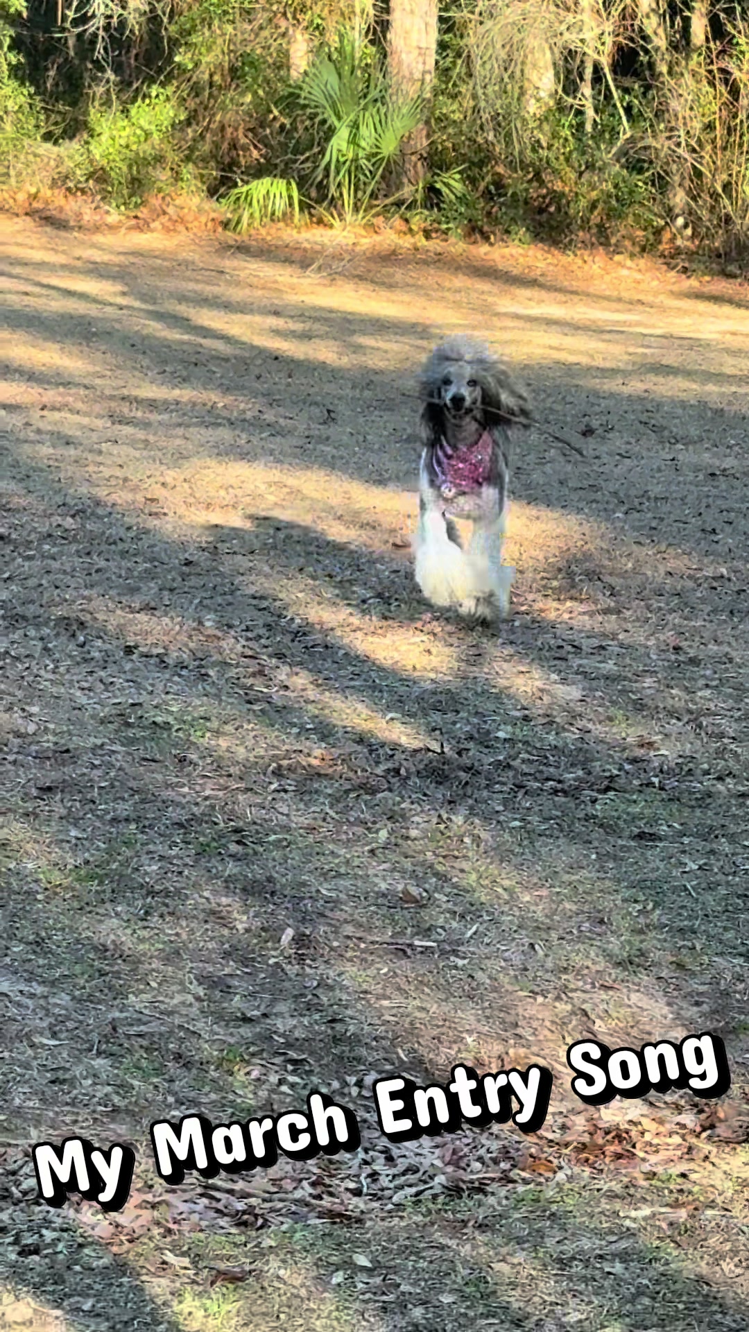 @Luxe The Adventure Poodle