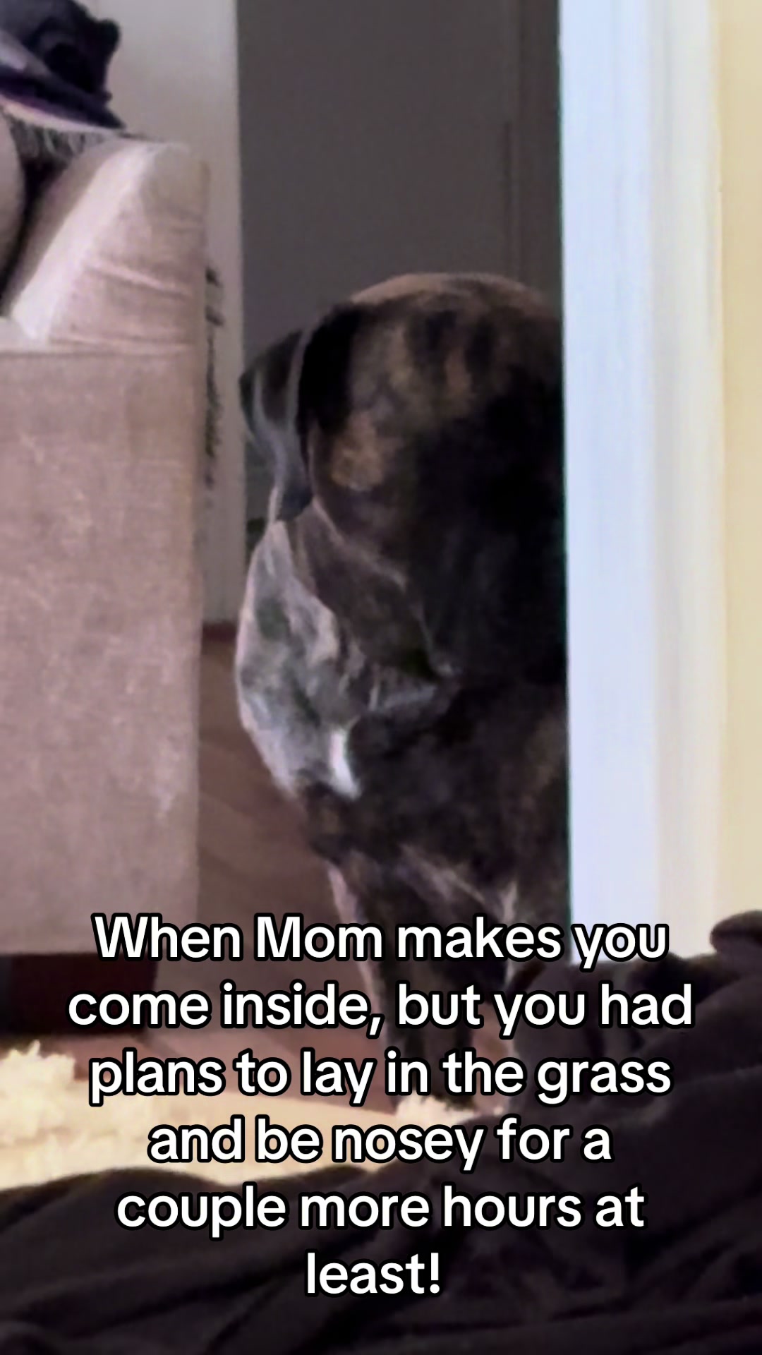 @HULK the mastiff